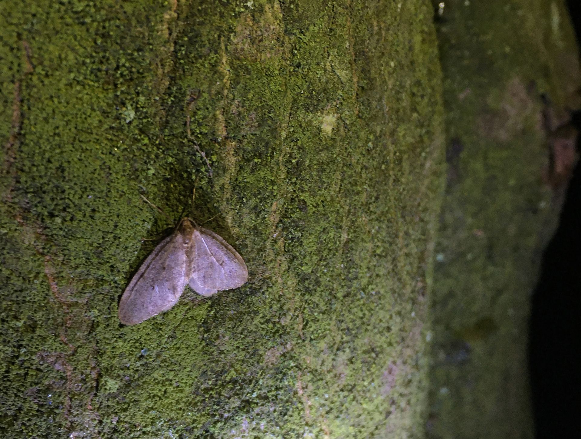 kleiner Frostspanner – männlich