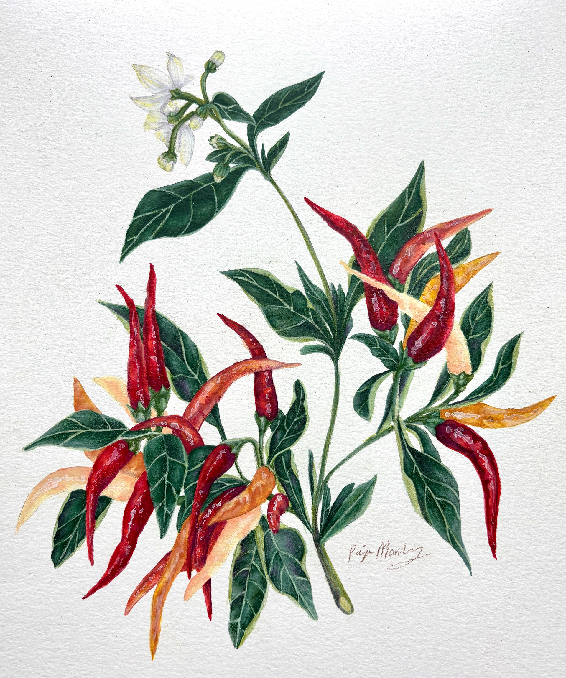 Medusa Peppers (2025)