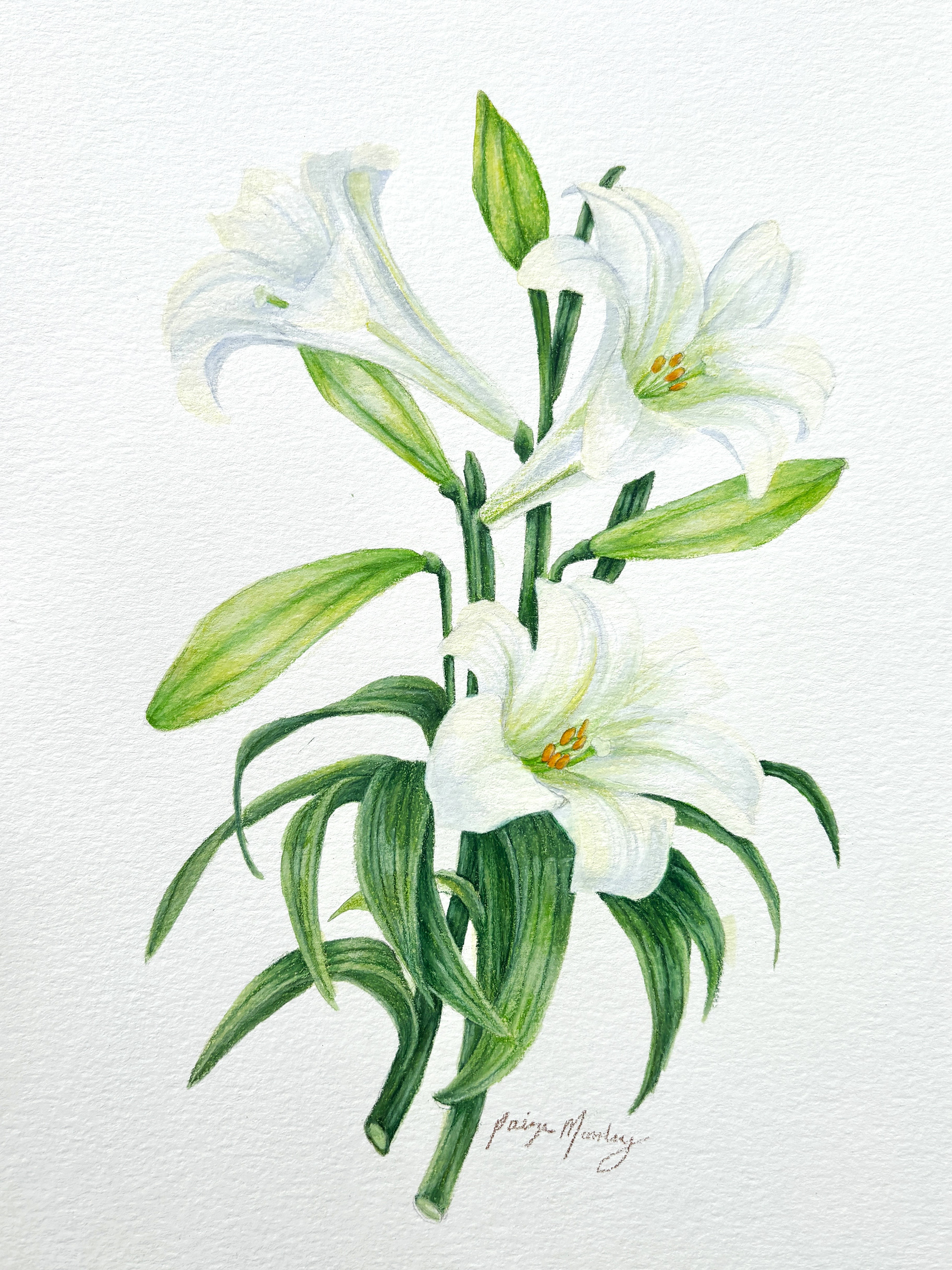 Easter Lily (2025)