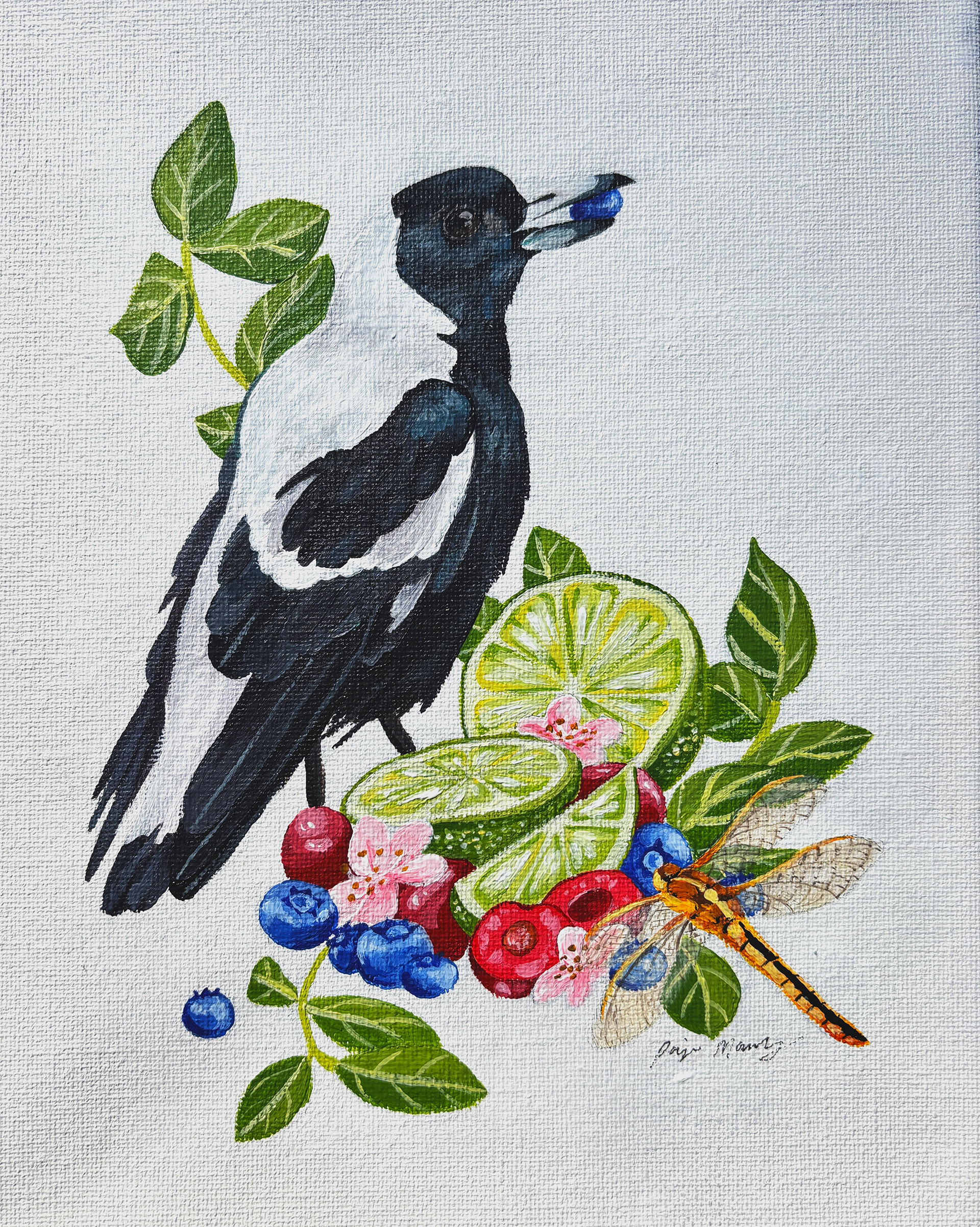 Australian Magpie (2025)