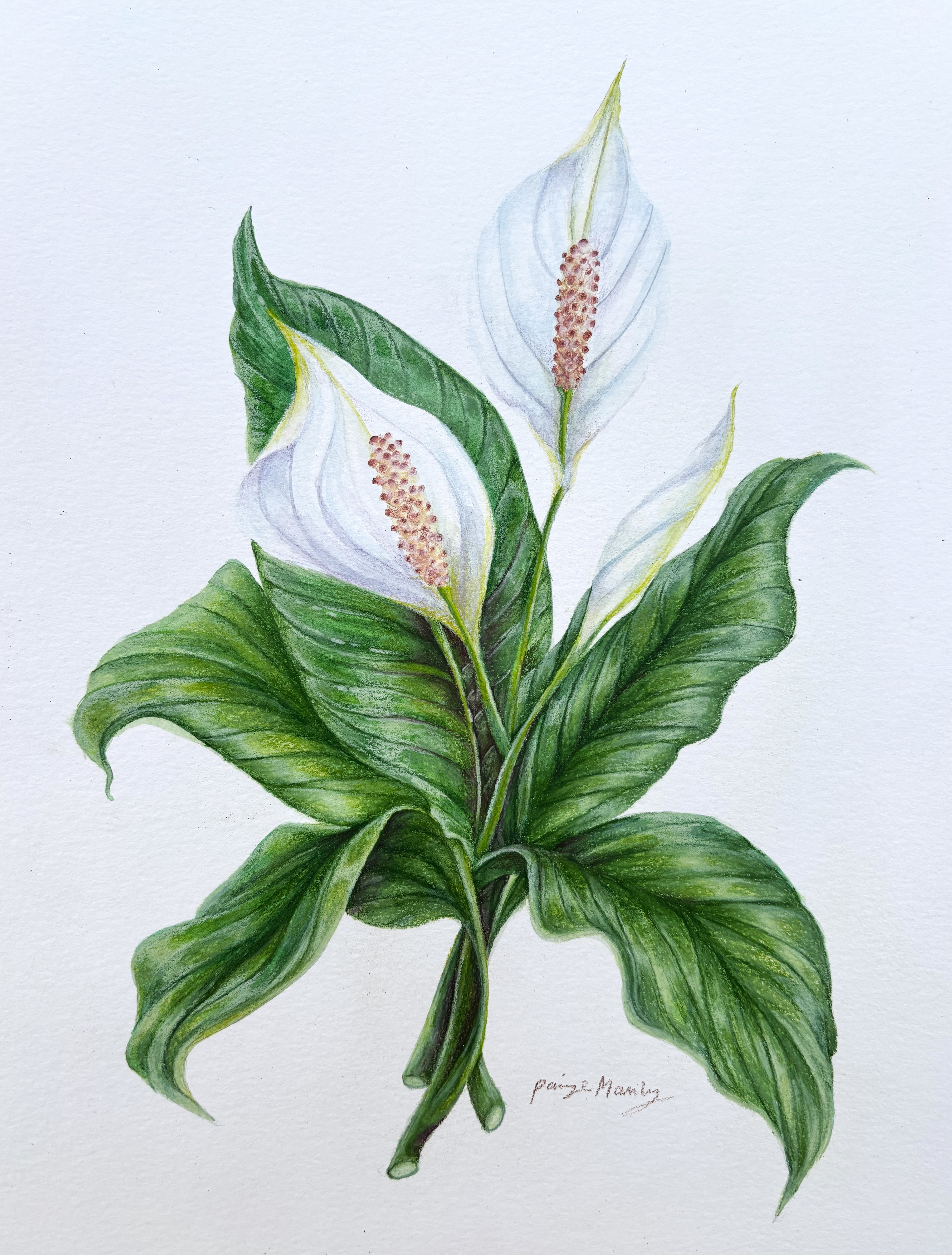 Peace Lily (2025)
