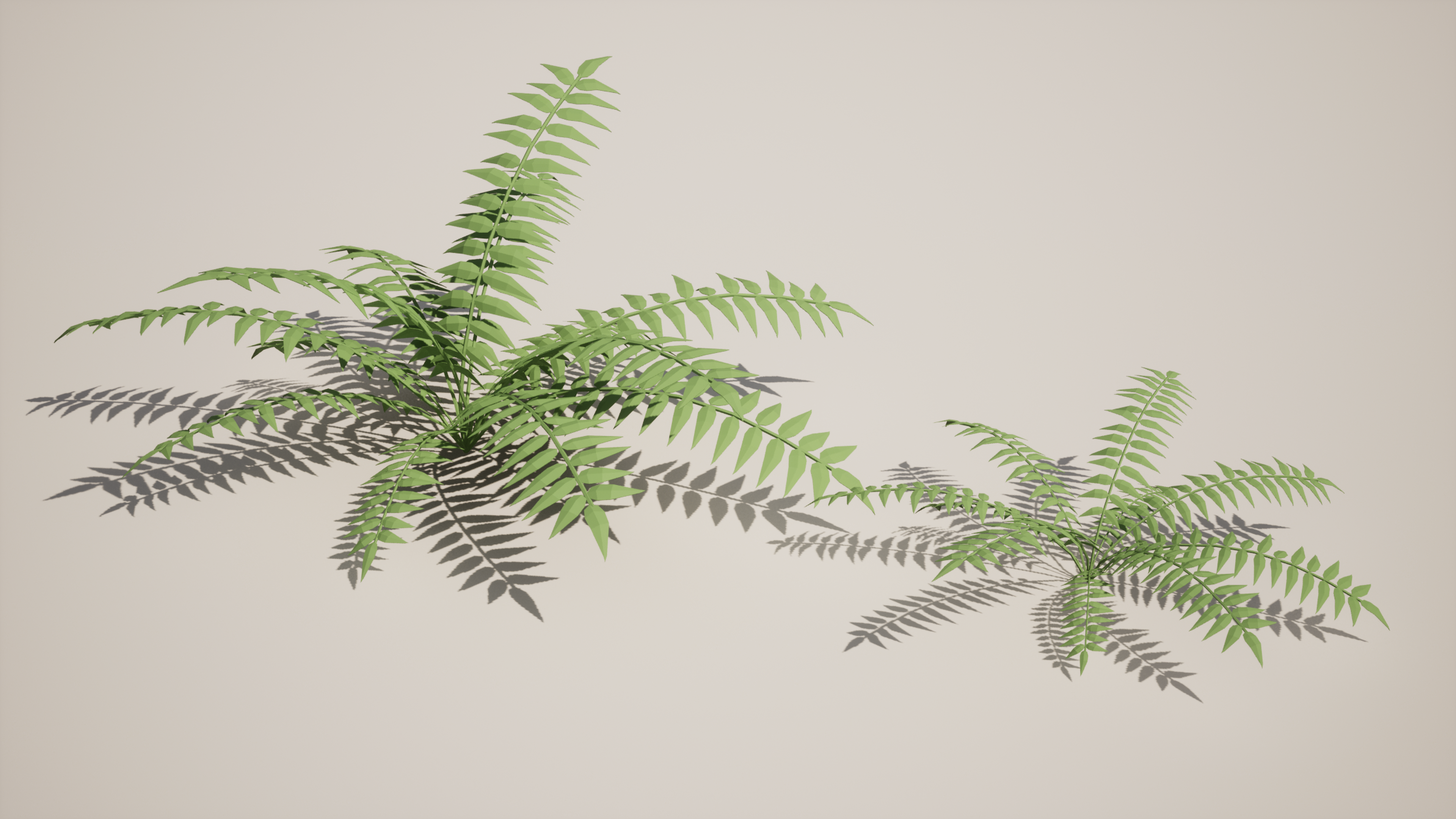 Ferns