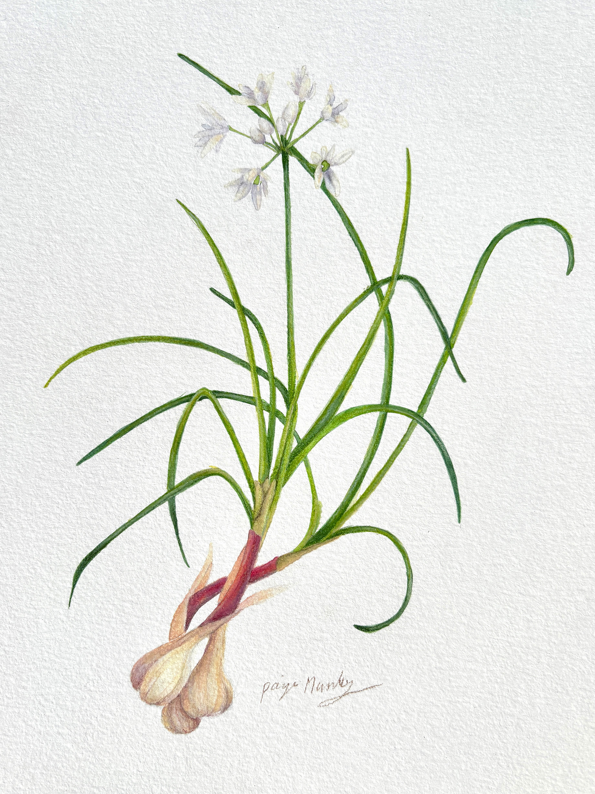 Wild Garlic (2025)