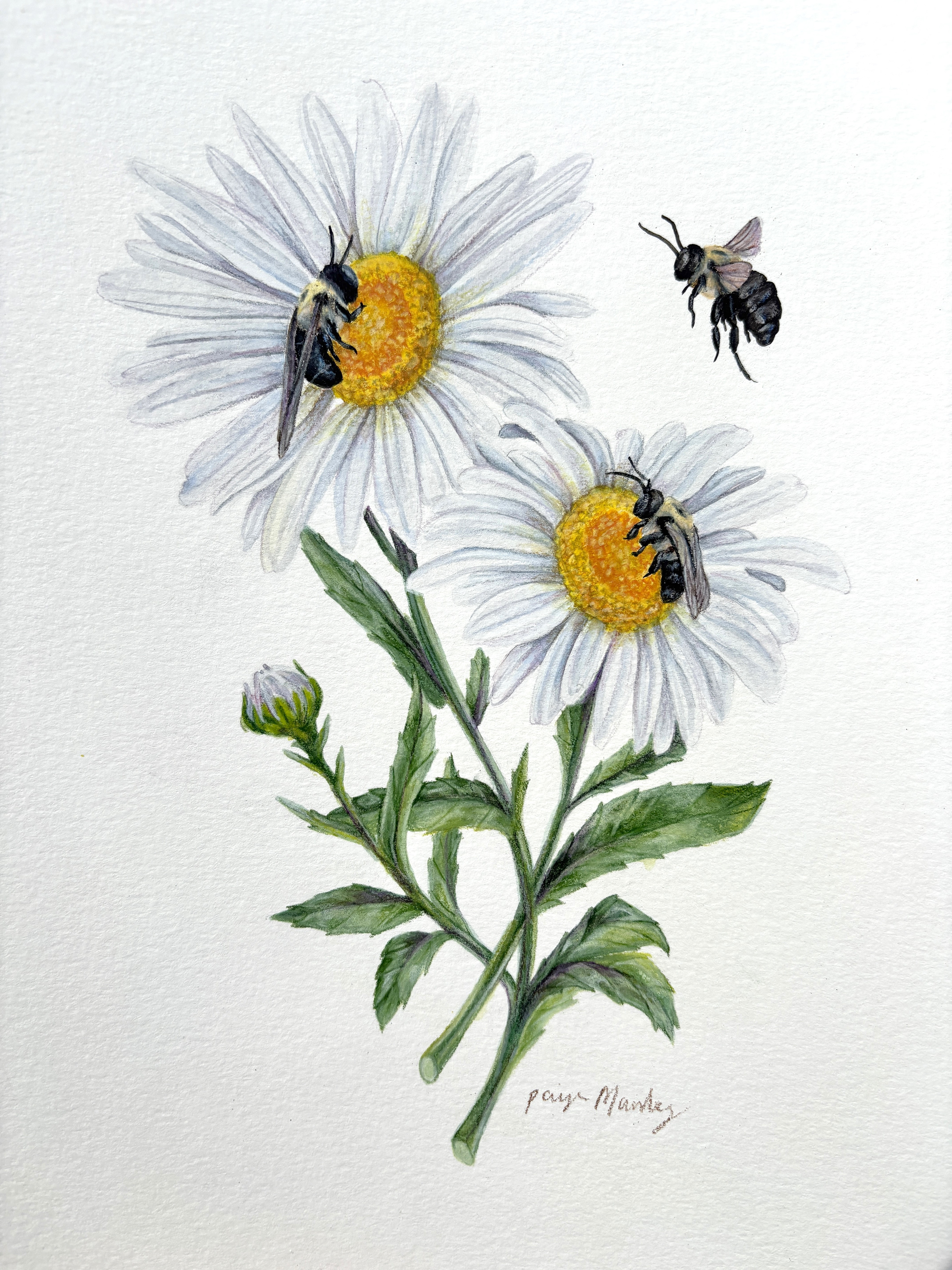 Daisy and Bees (2025)
