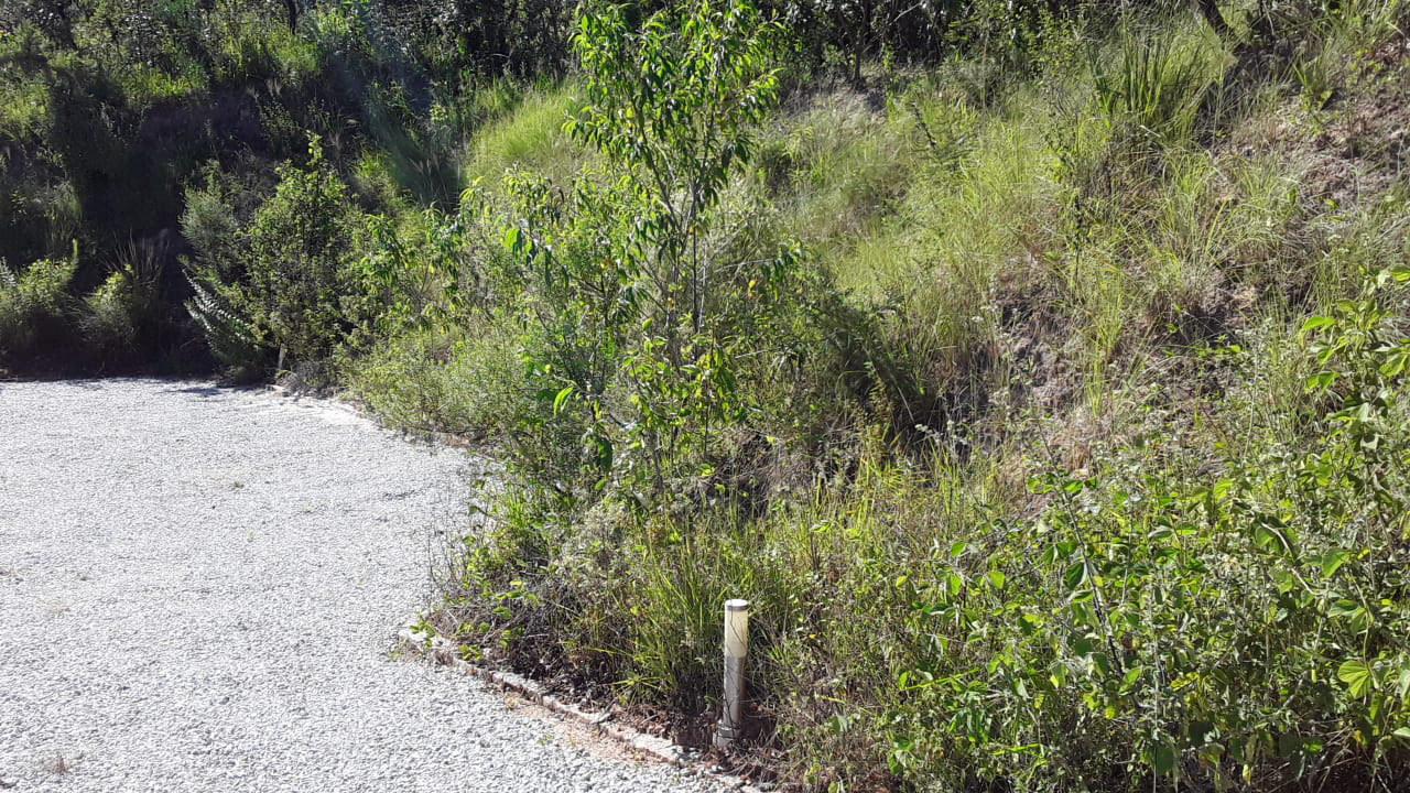 Espécies herbáceas e arbustivas nativas estabelecidas no entorno da Casa.