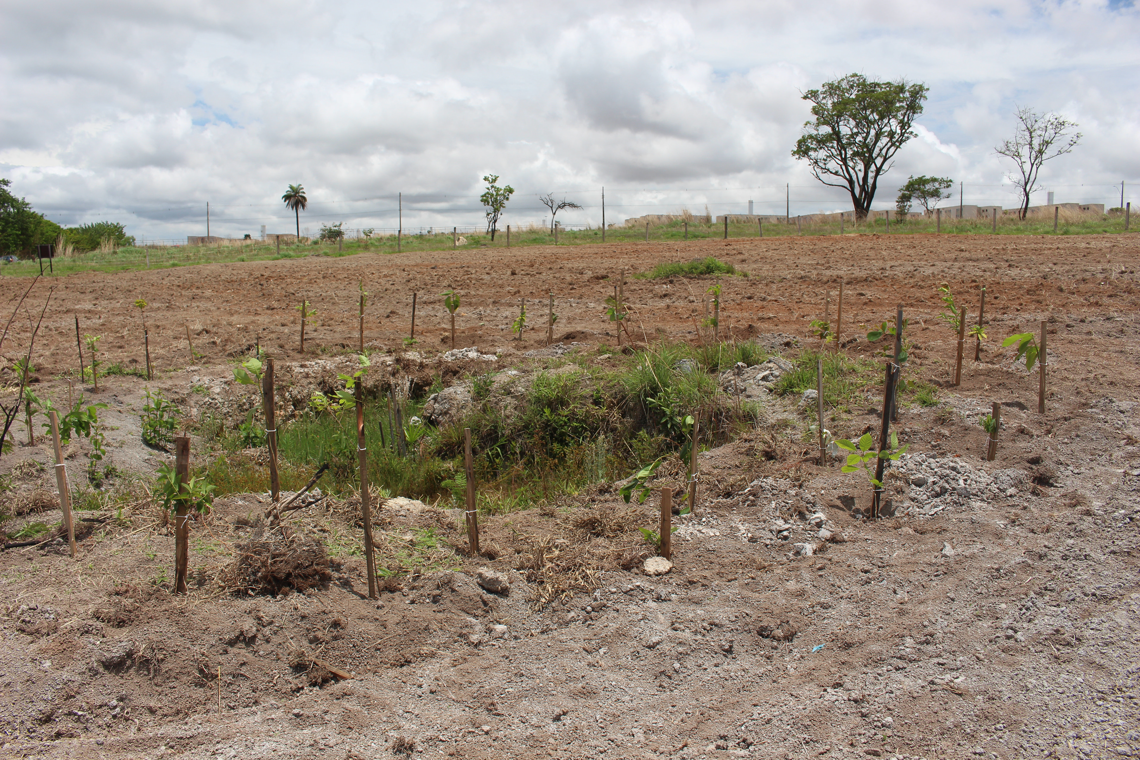 Nascente B com o cinturão de mudas nativas plantadas no entorno mais do curso de água e área de semeadura direta preparada para receber as sementes ao fundo. Nov/2021