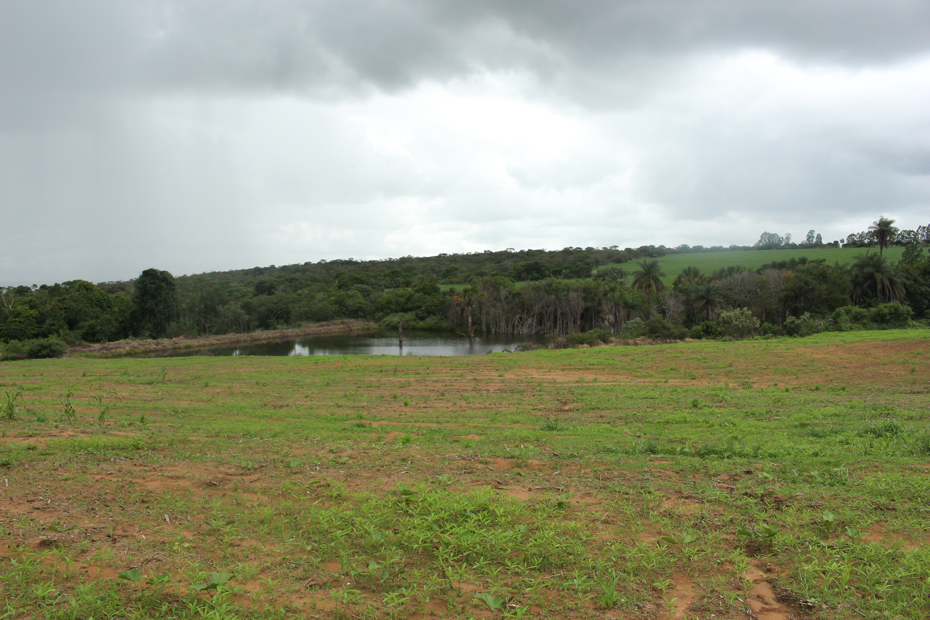 ...para as sementes...