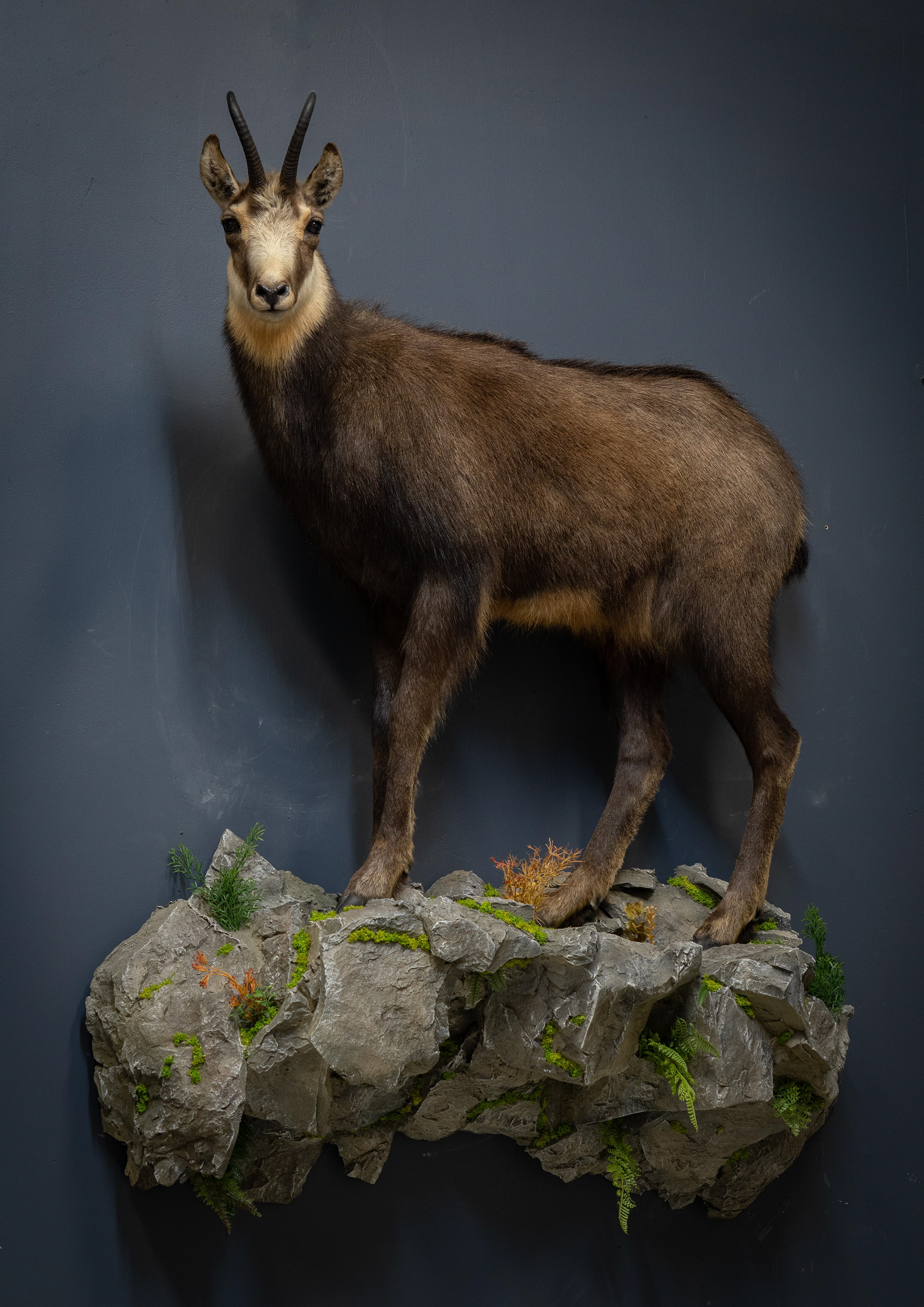 Alpine Chamois Taxidermy Shoulder Mount For Sale