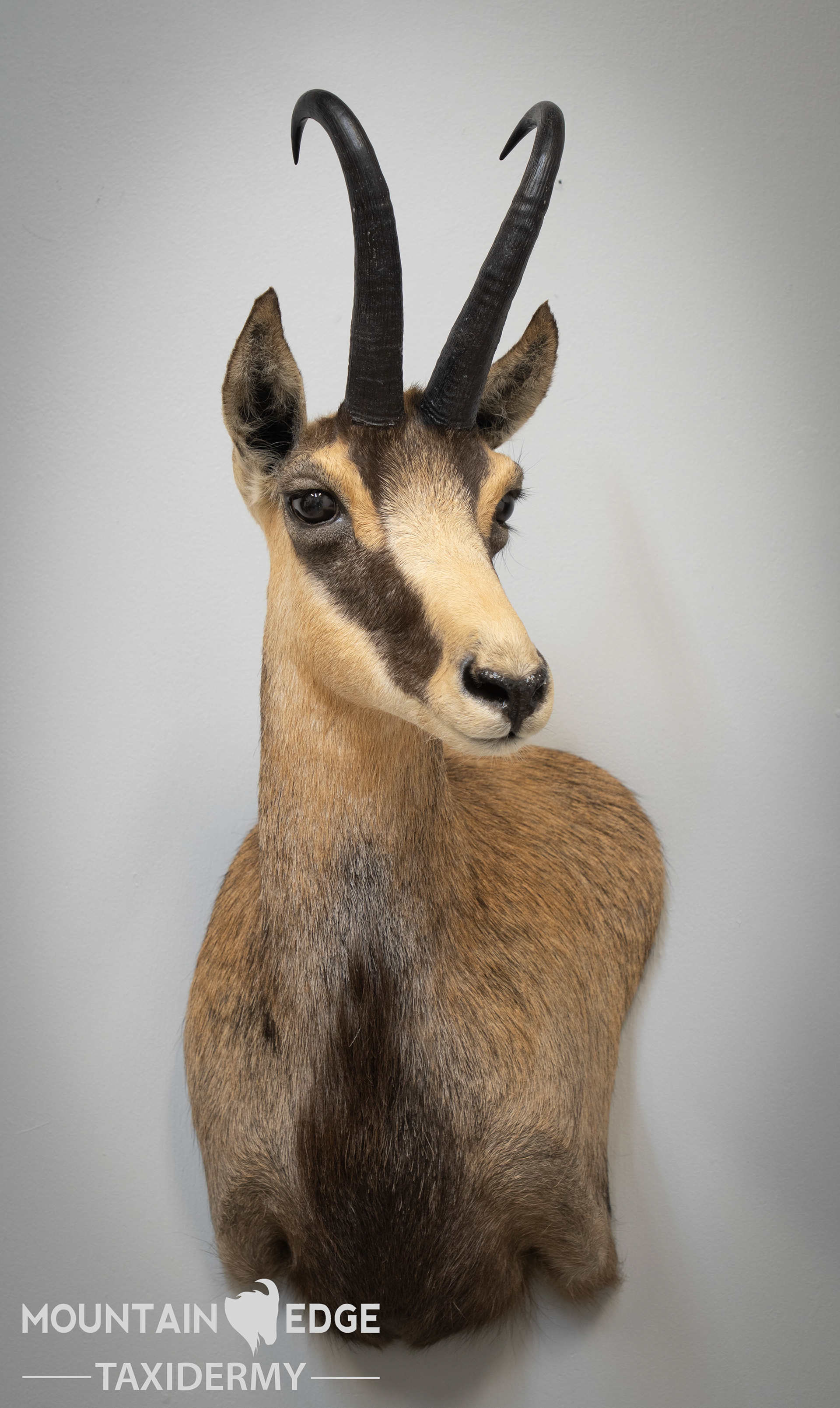 Mountain Edge Taxidermy - Chamois