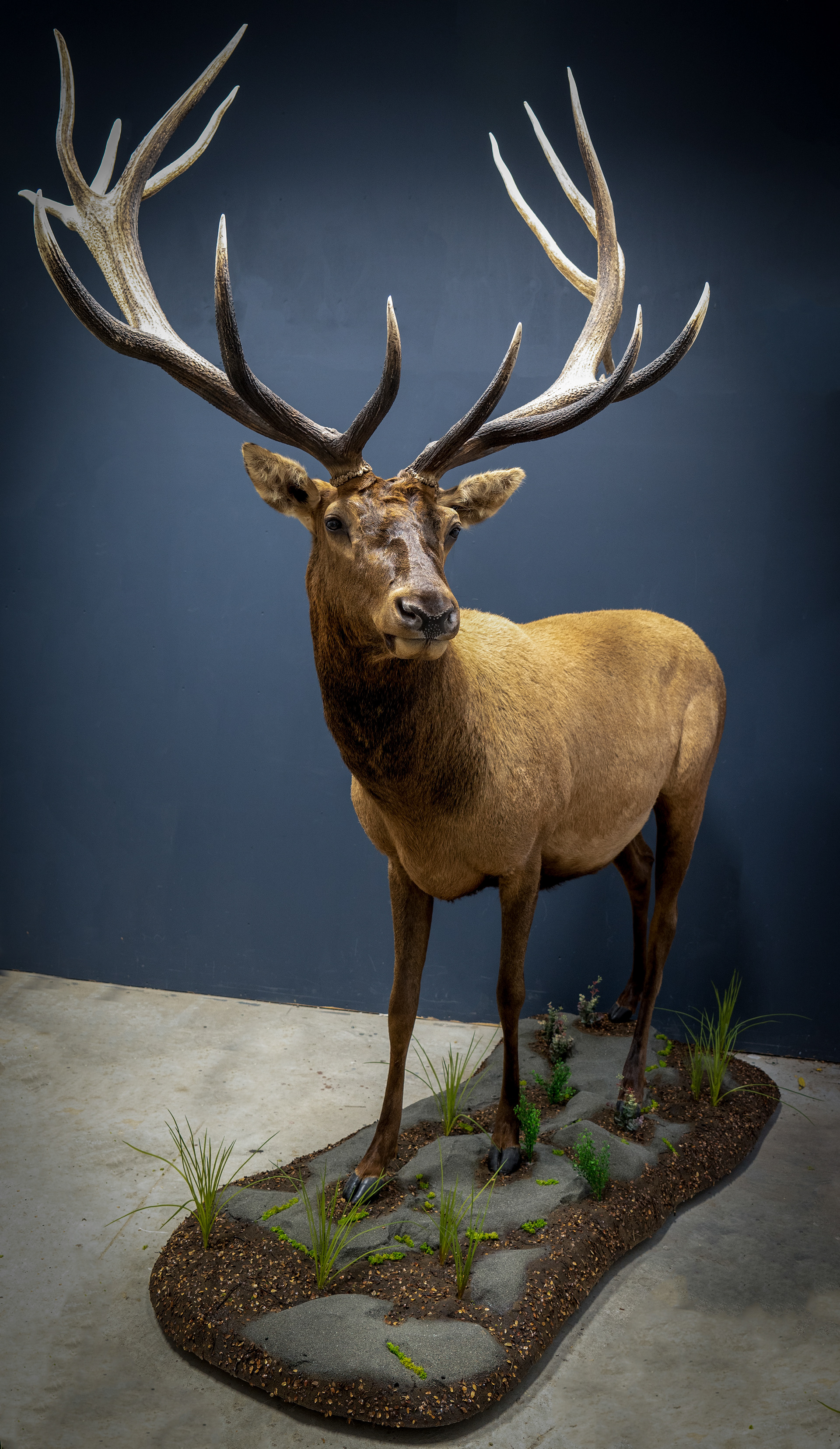 Fullbody Elk Taxidermy from New Zealand mounted by Mountain Edge Taxidermy