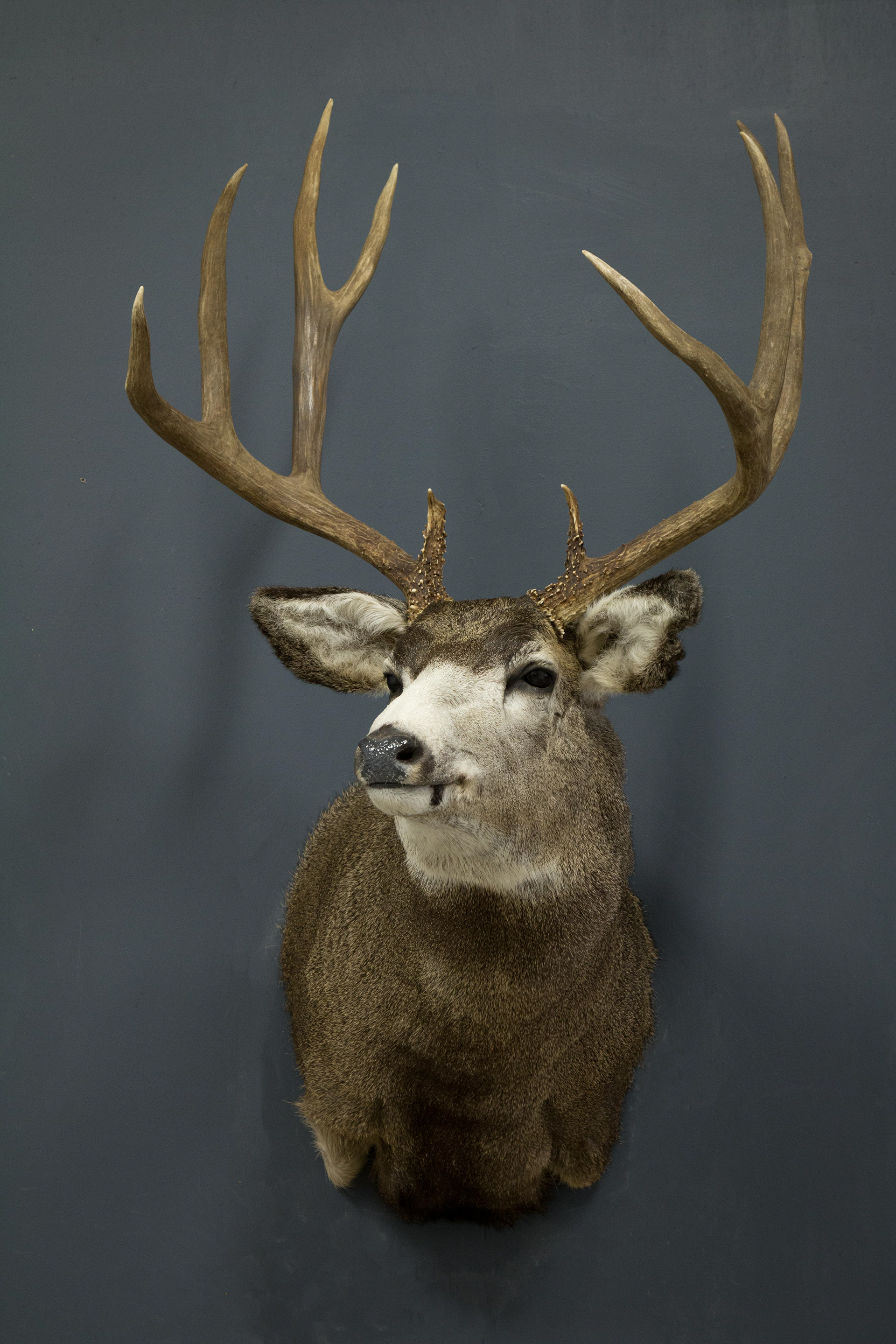 Mule Deer