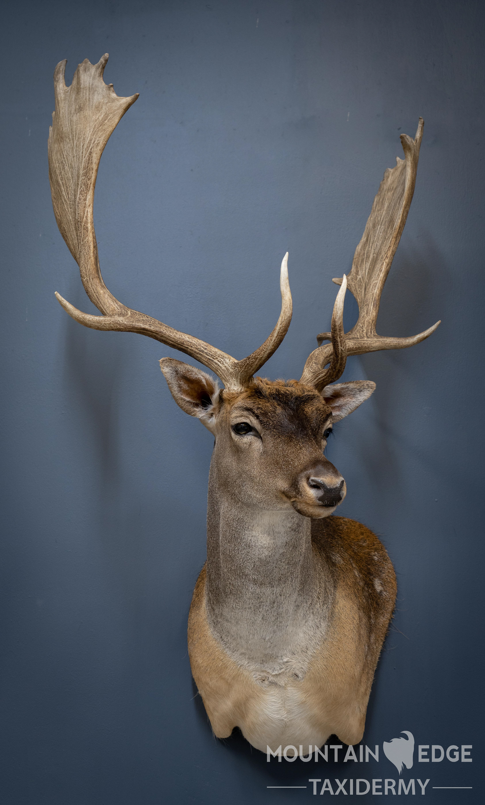 Offset left turn Fallow buck