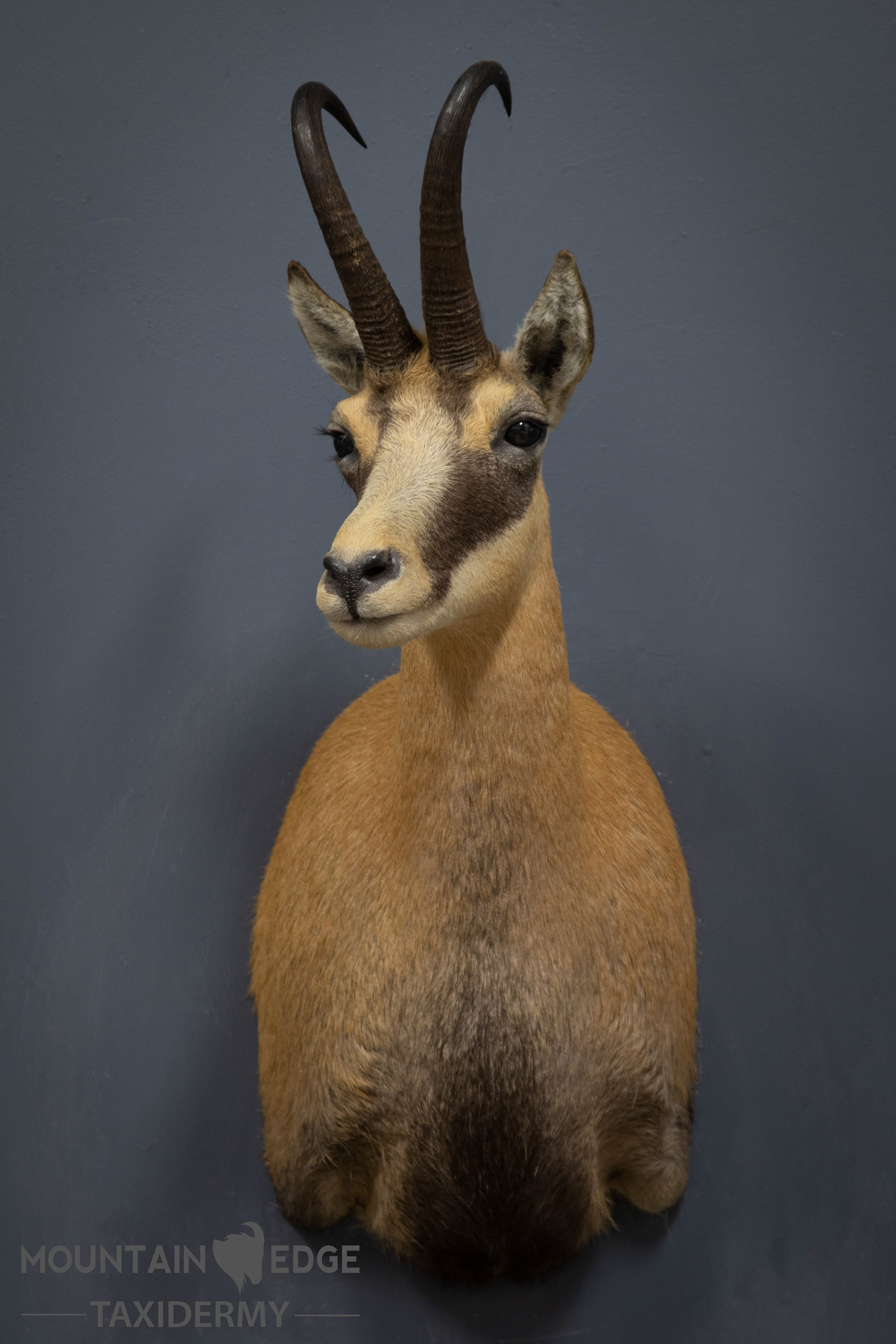 Summer Chamois
