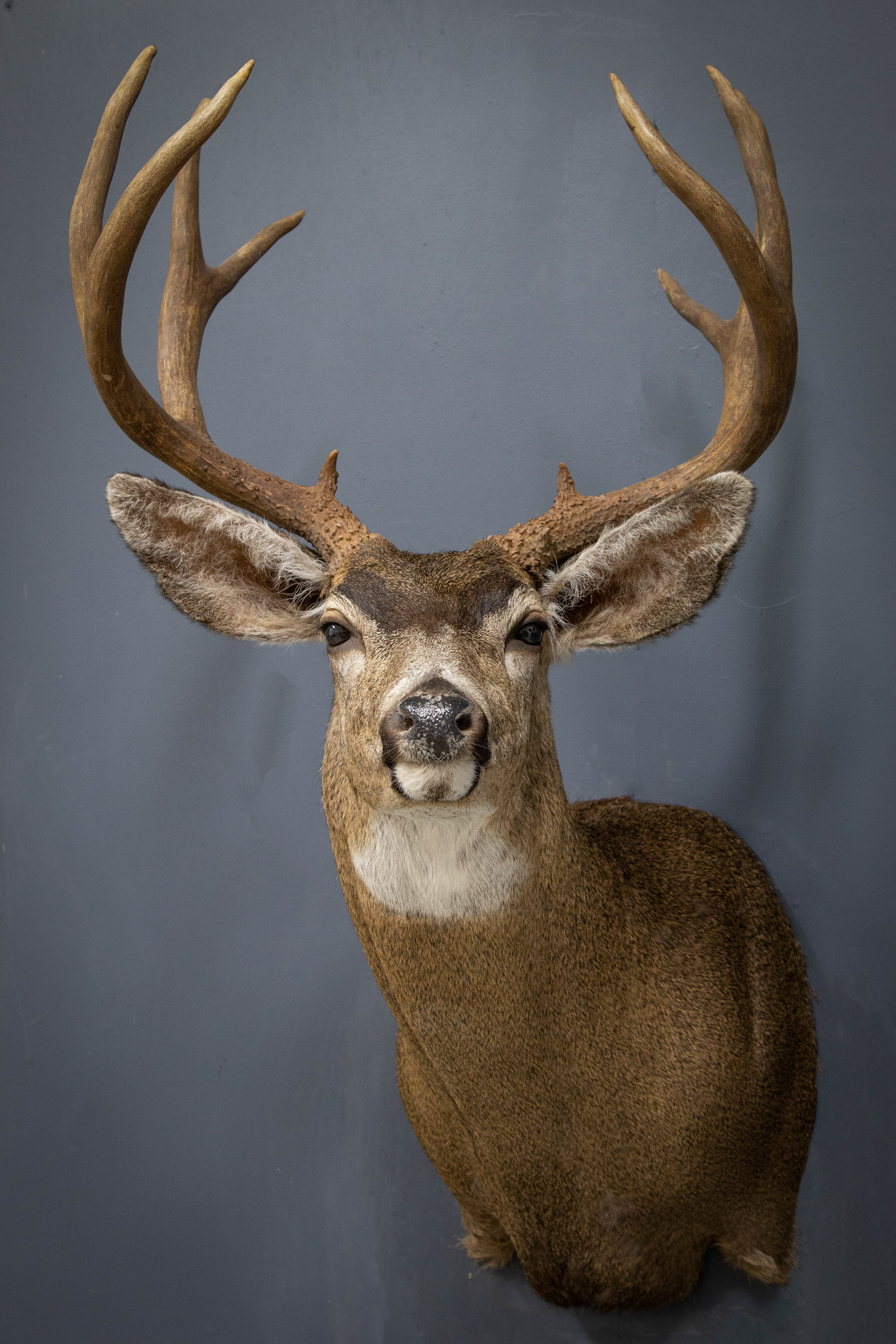 Blacktail Deer