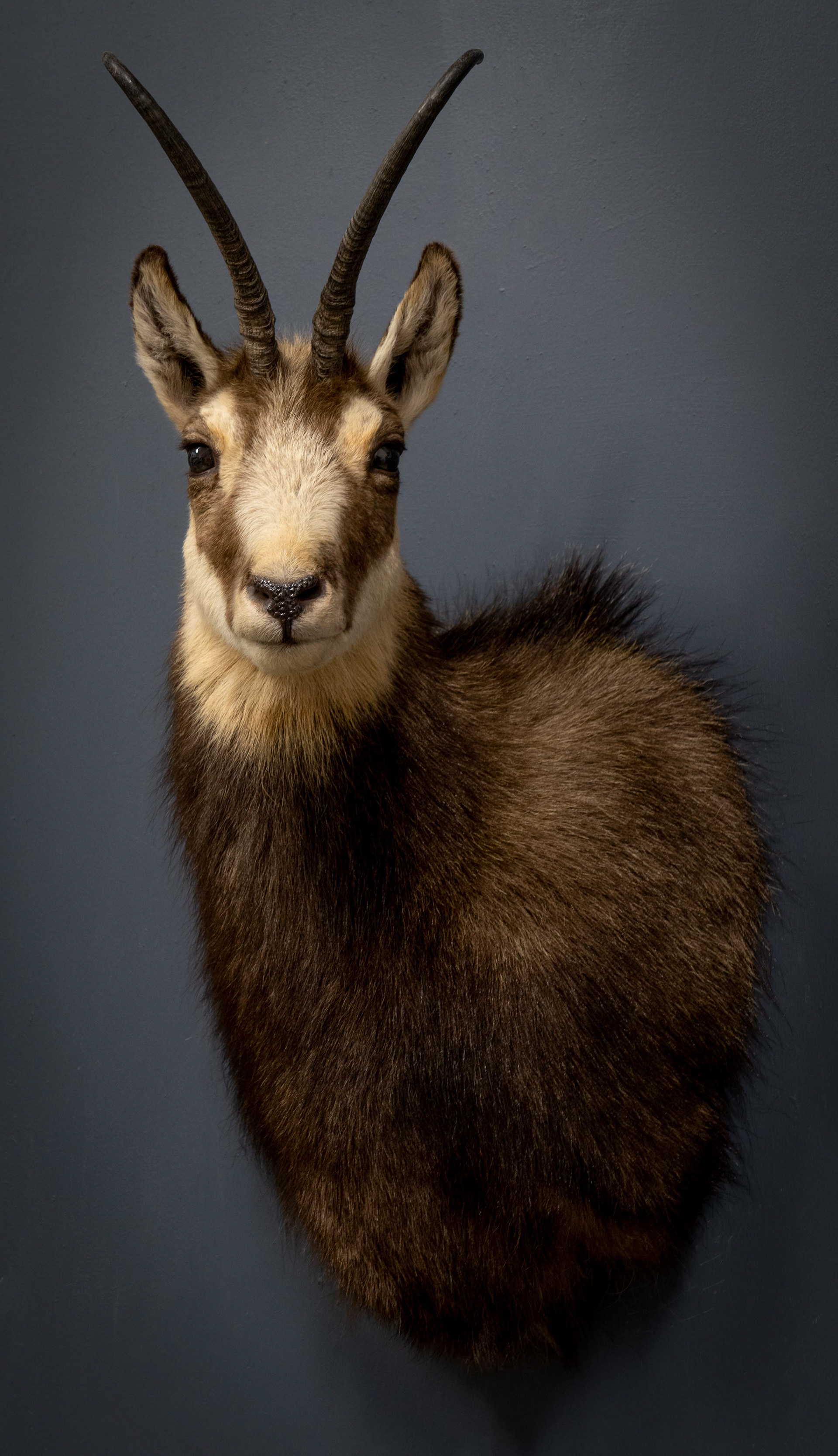 Chamois Taxidermy mounted by Mountain Edge Taxidermy