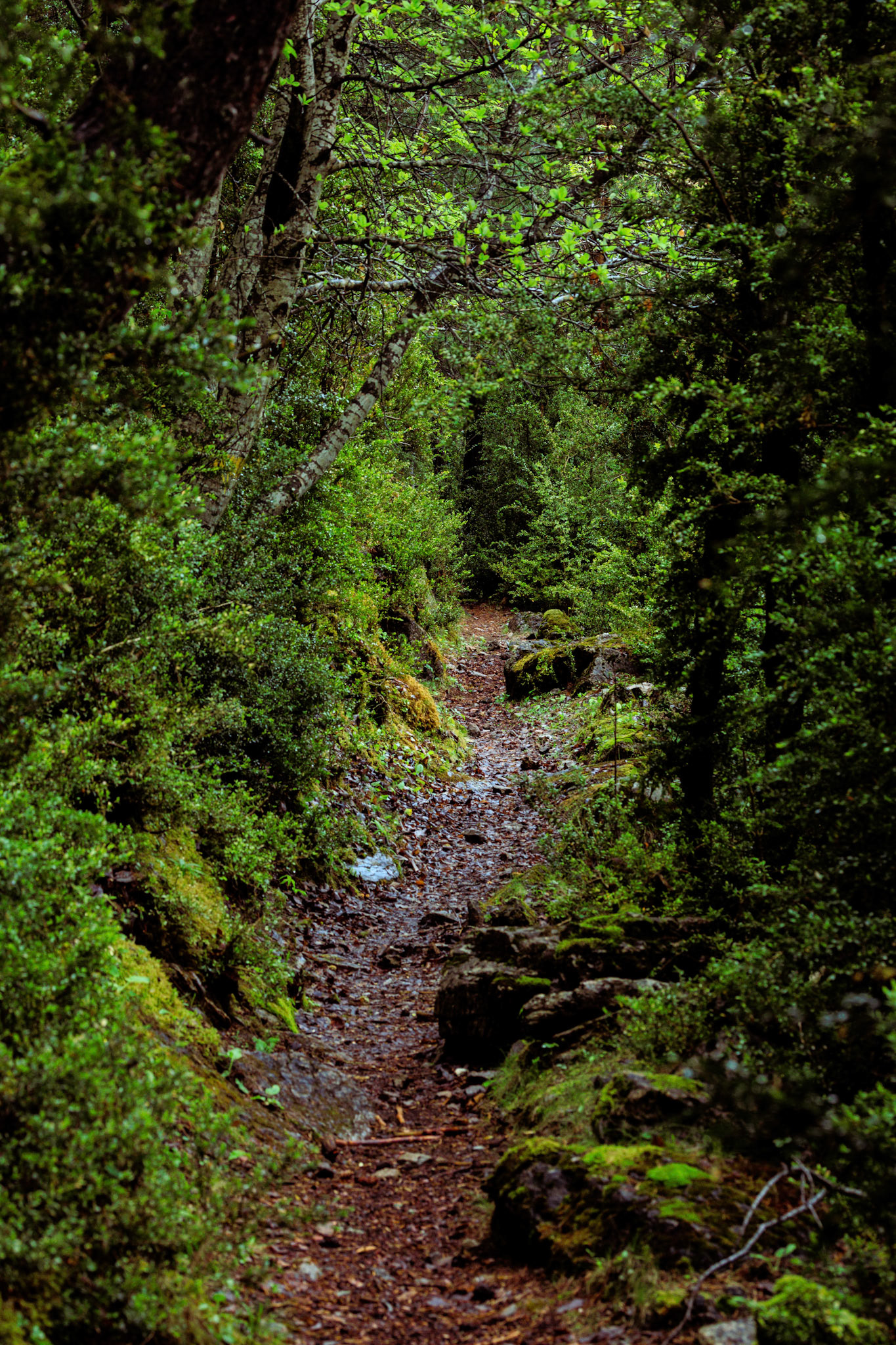 National park Cadí-Moixeró, pyrenees, spain