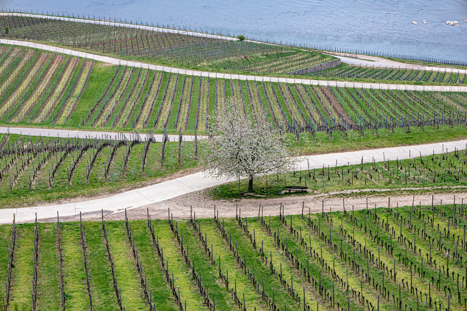 Rüdesheim am Rhein, Germany