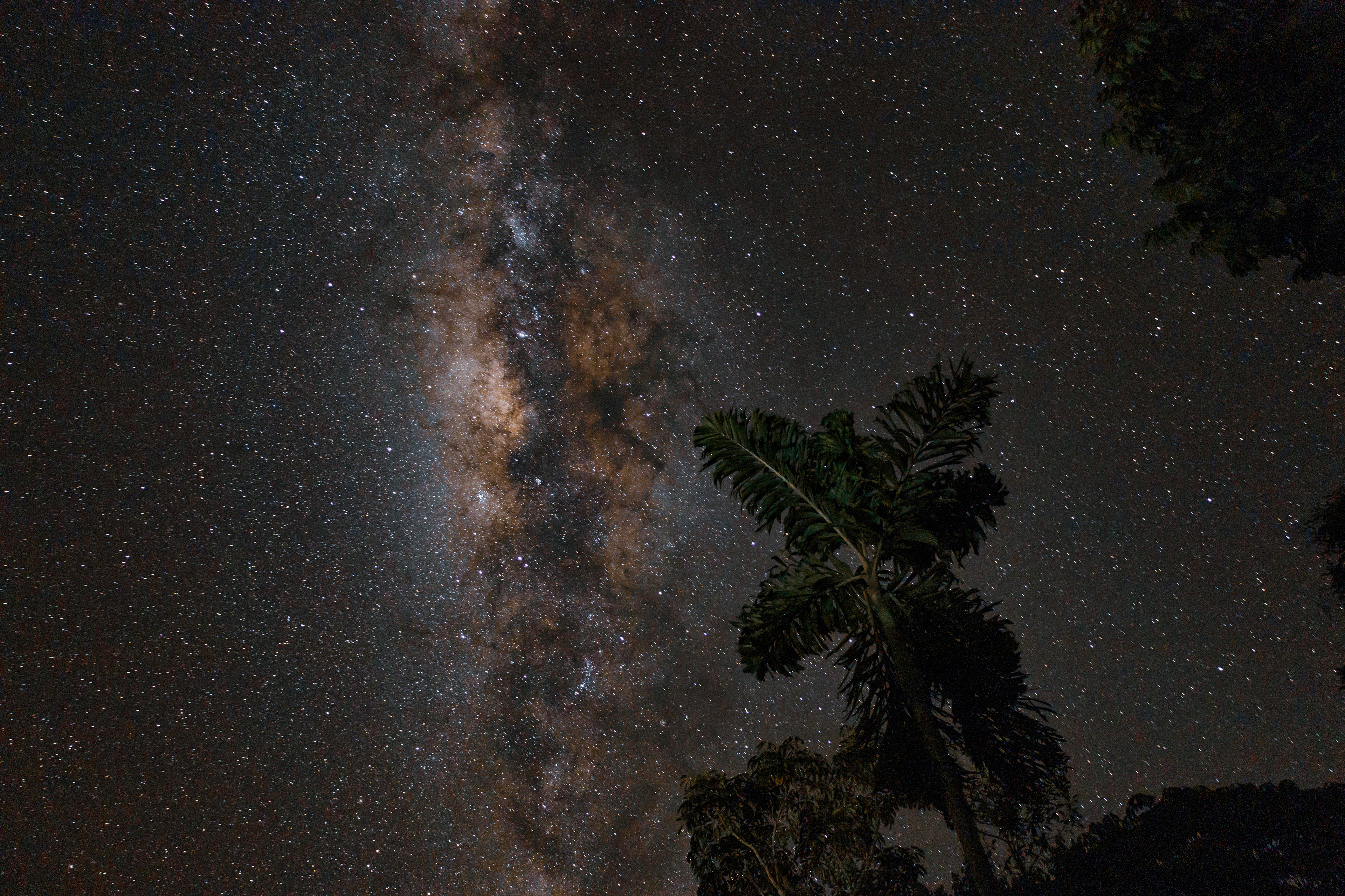 Yasuni nation park, Ecuador