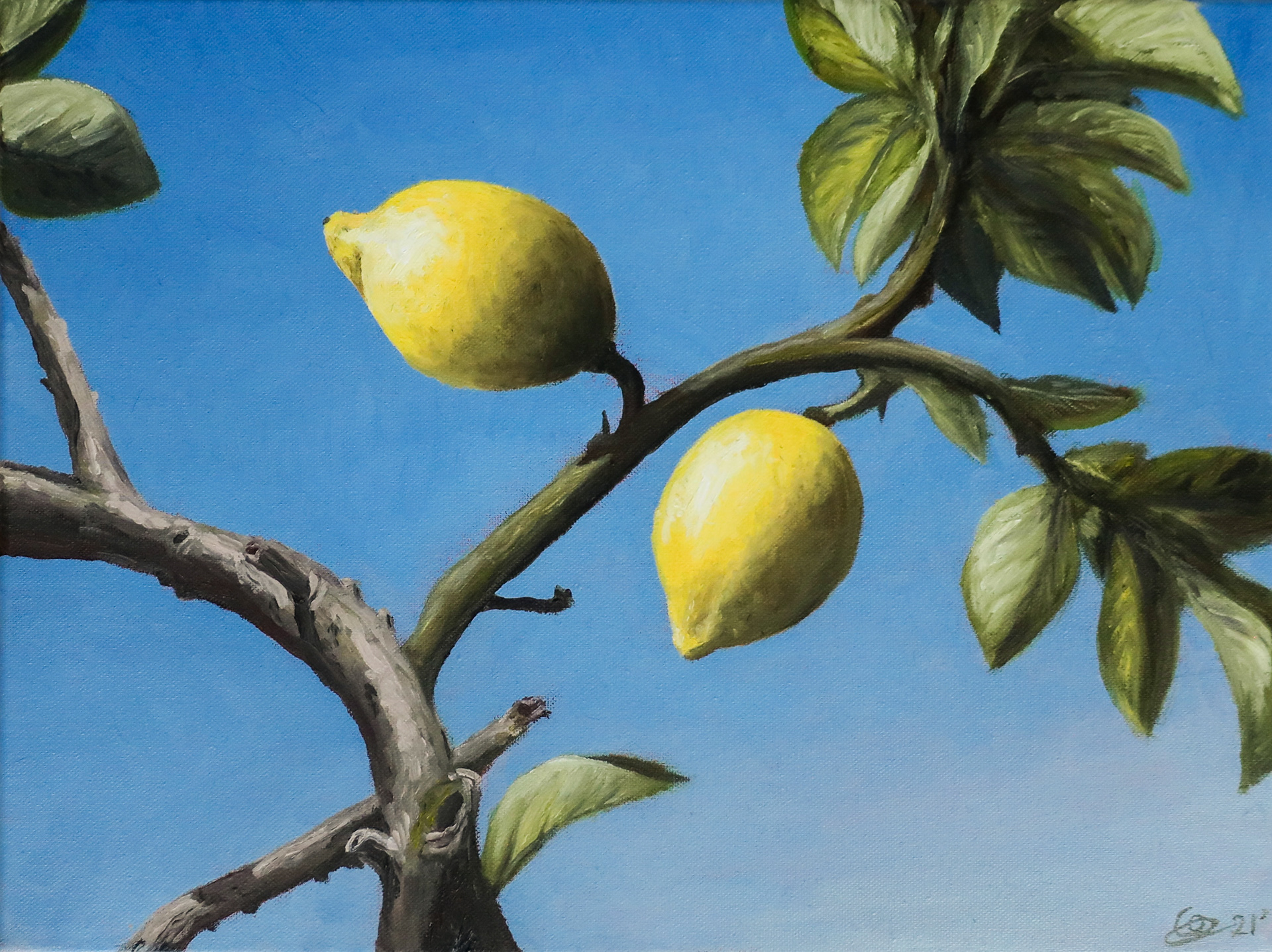 Lemons, 30x40cm, oil on canvas, 2021