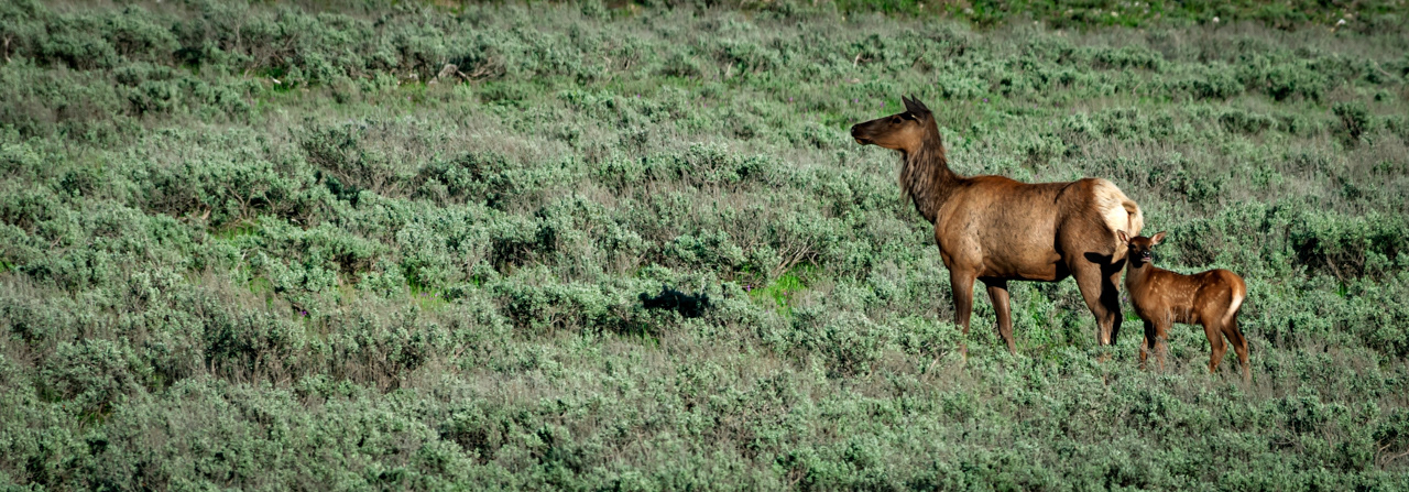 Cow Elk with calf Grand Teton National Park