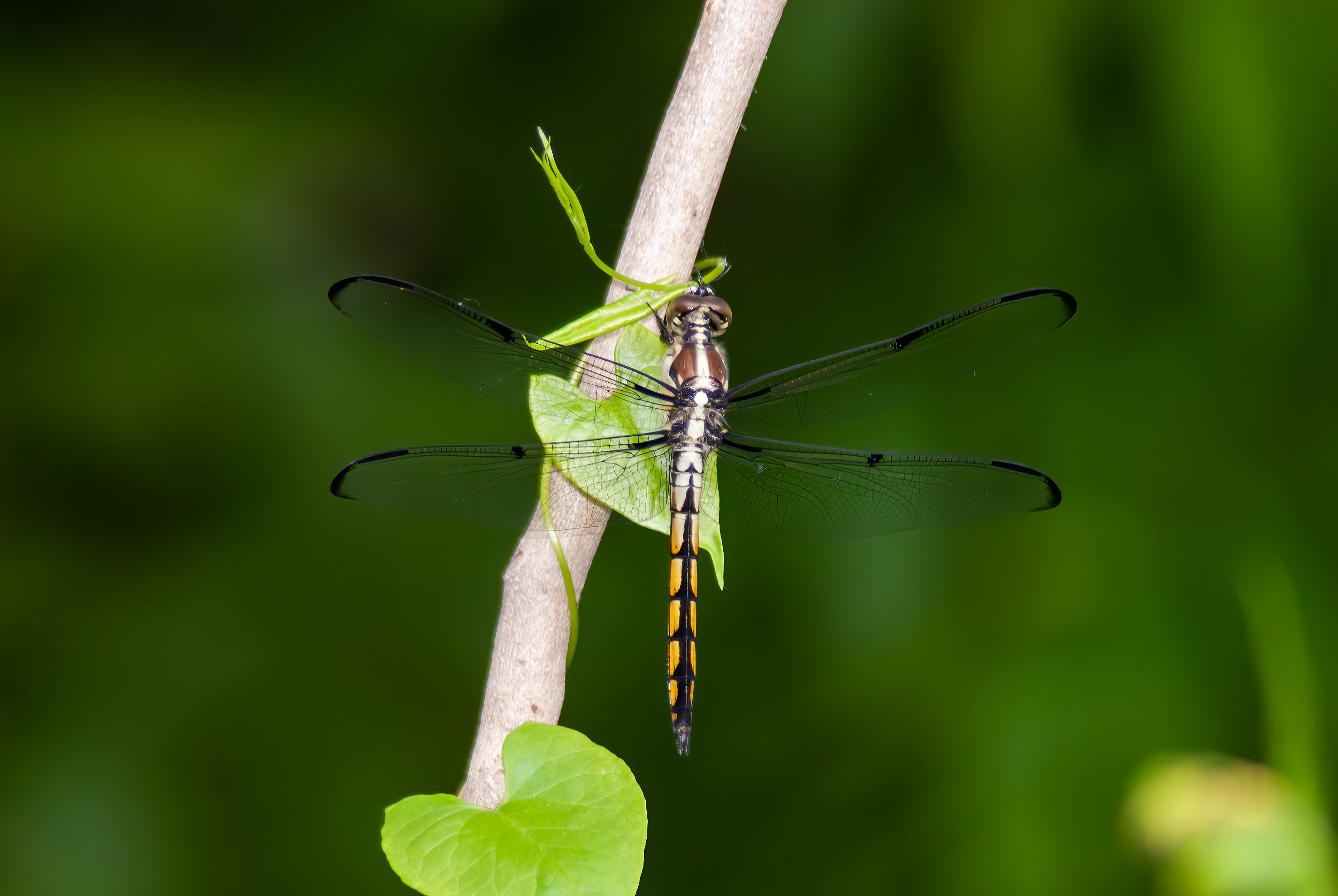 Great Blue Skimmer -  Female (Libellula vibrans)