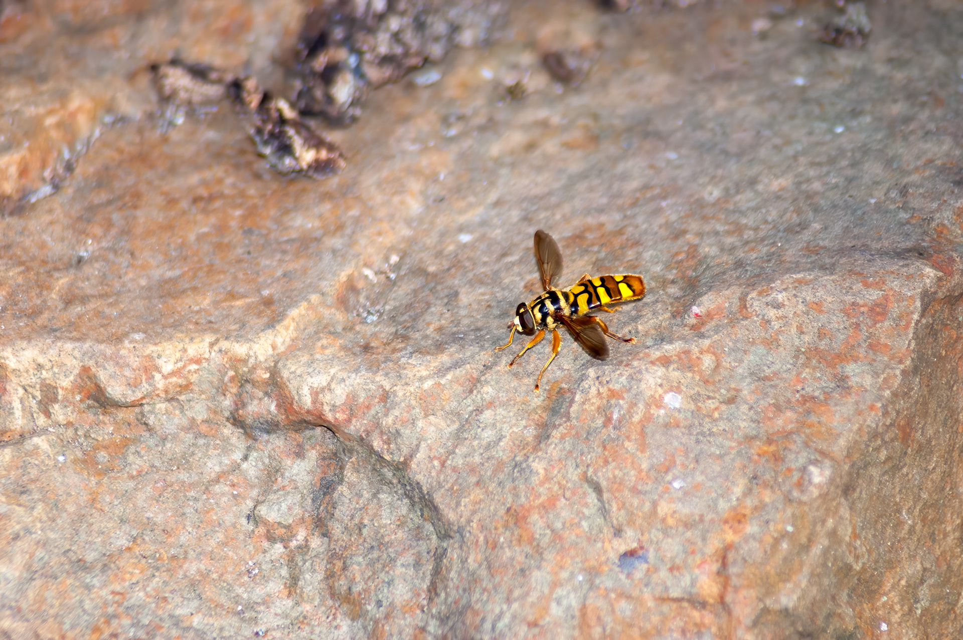 Yellow Jacket Fly (Yellow Jacket Fly (Milesia virginiensis)