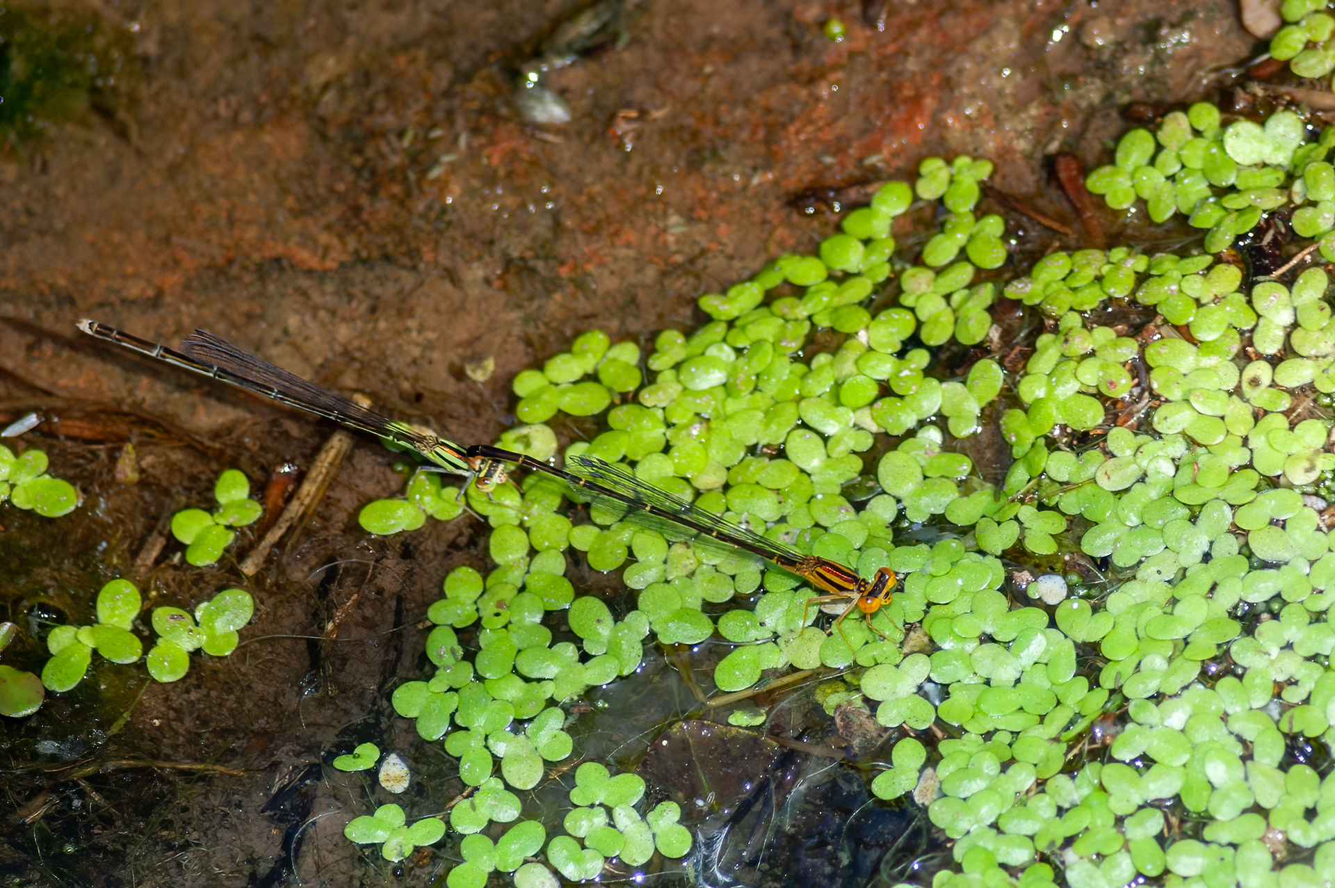 Orange Bluets Mating ( Enallagma signatum) ODC Record #7323
