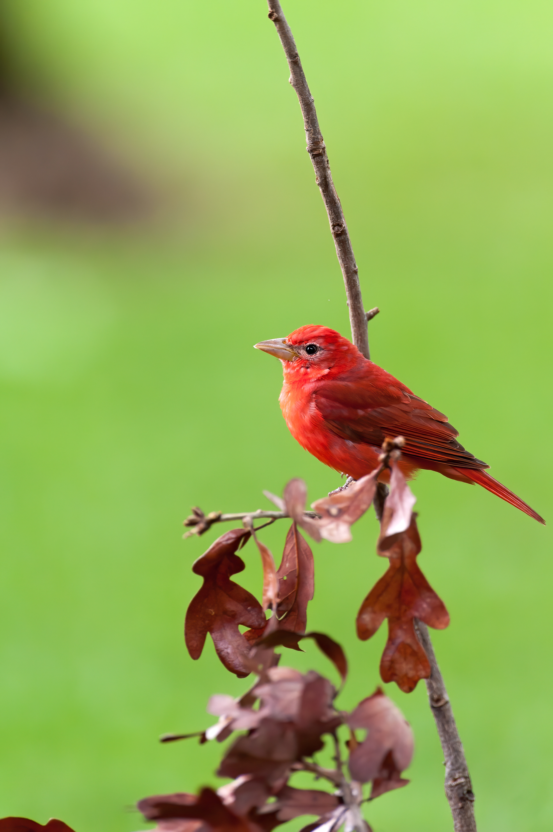 Summer Tanager - Male (Piranga rubra)