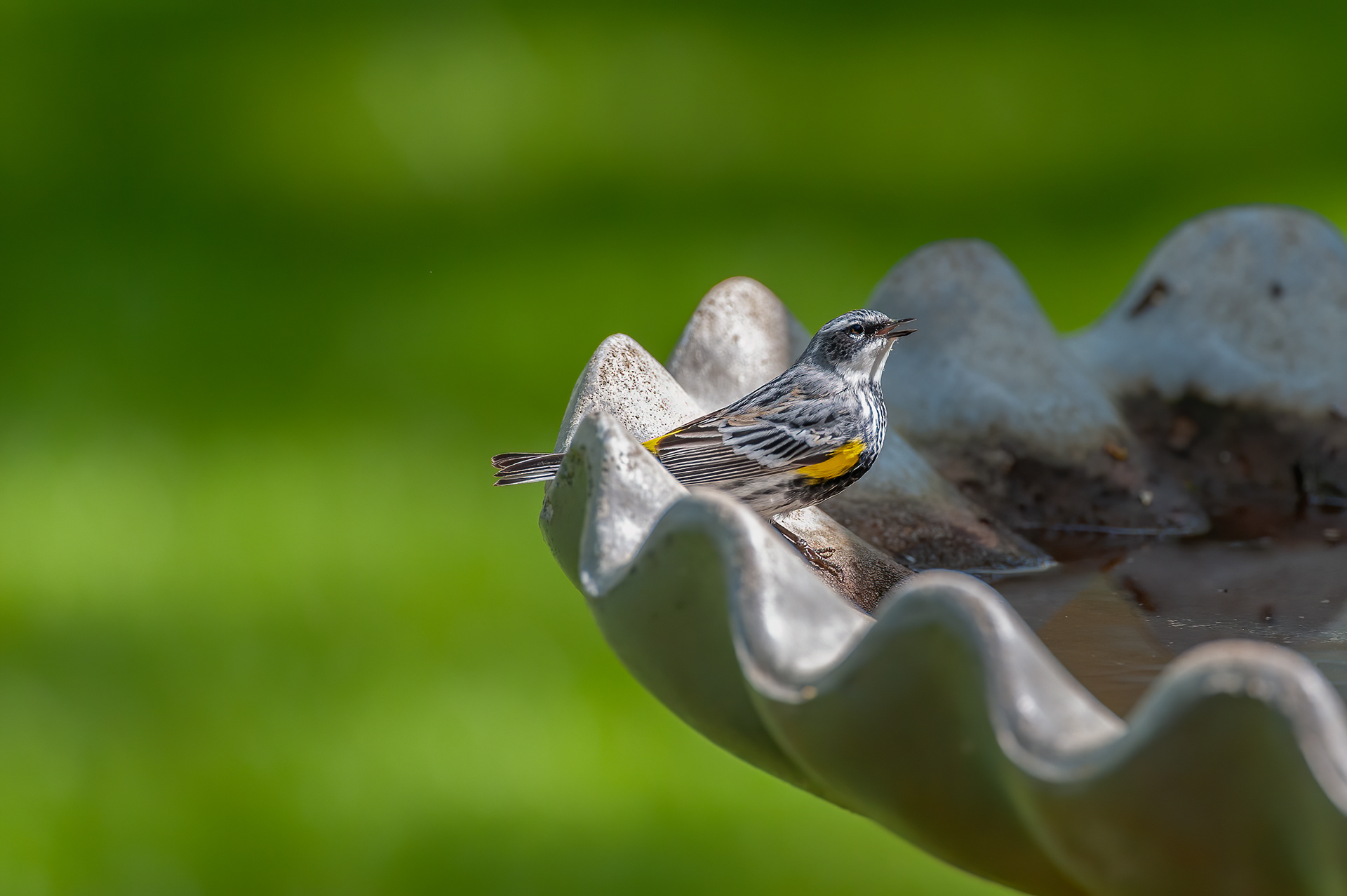 Yellow-rumped Warbler (Setophaga coronata)