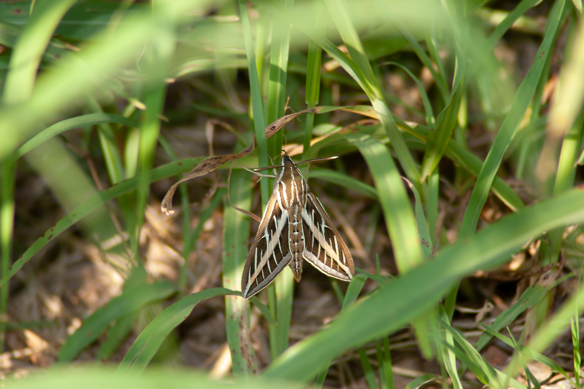 White-lined Sphinx Moth(Hyles lineata)