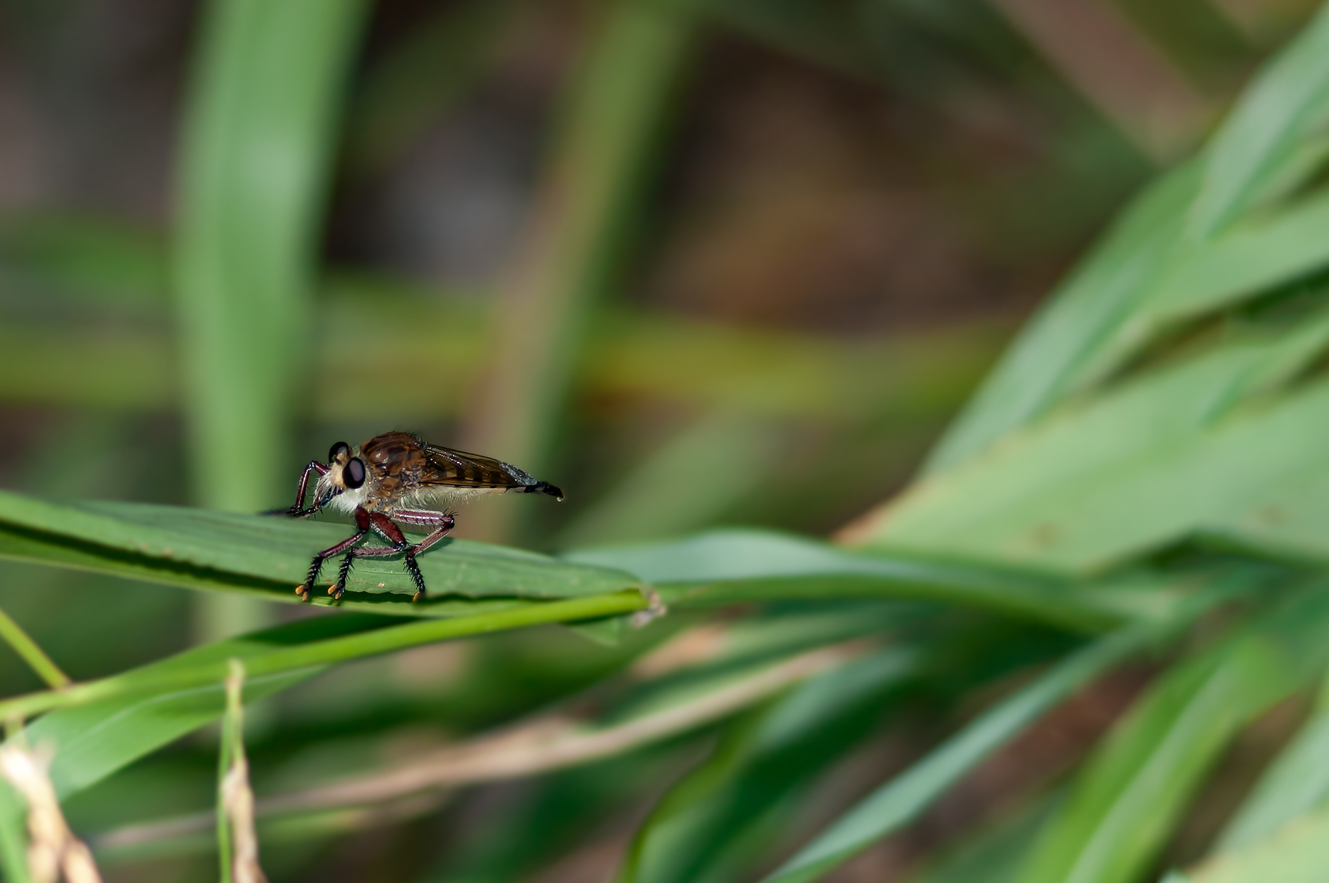 Robber Fly