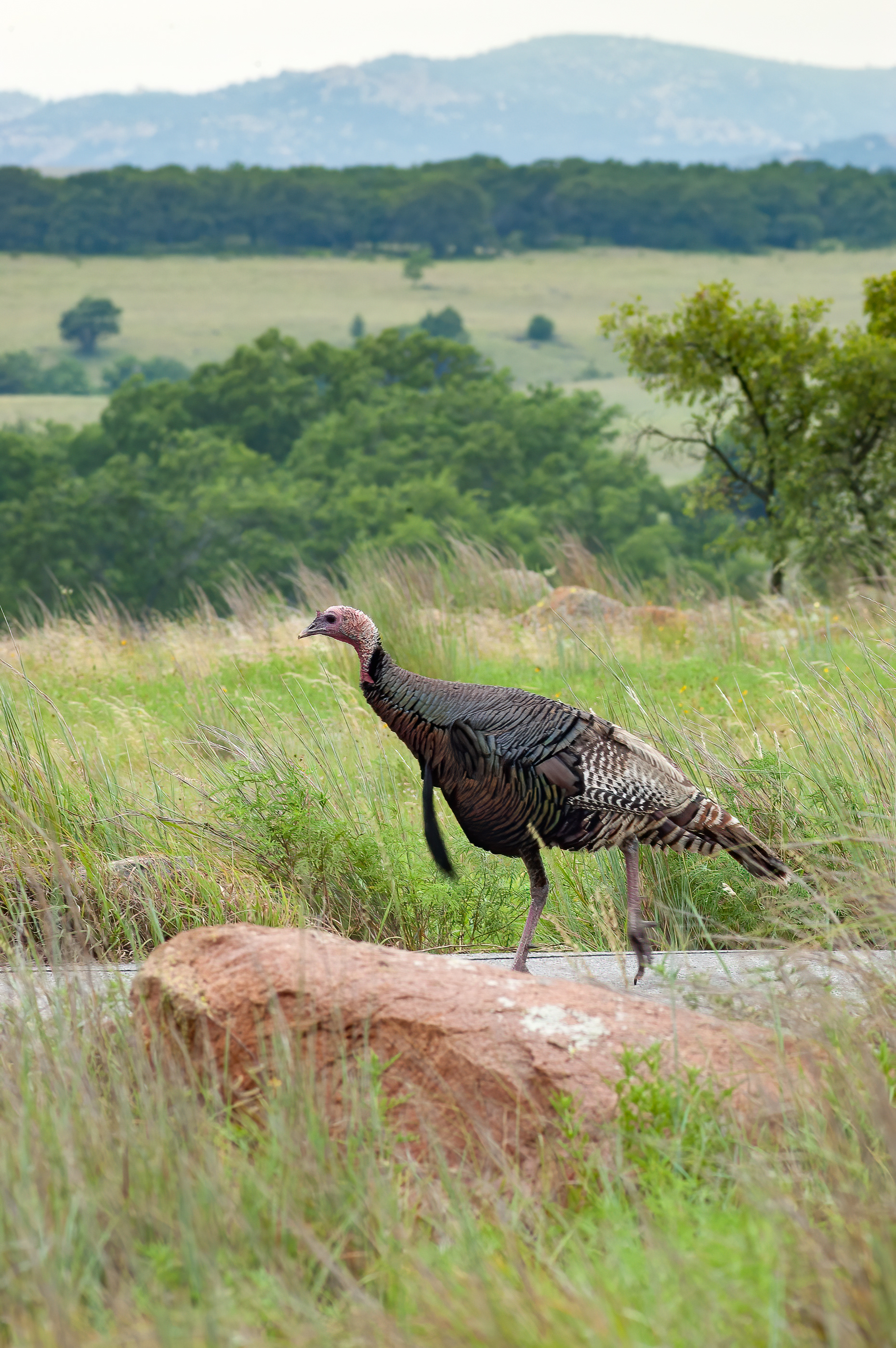 Wild Turkey (Meleagris gallopavo)