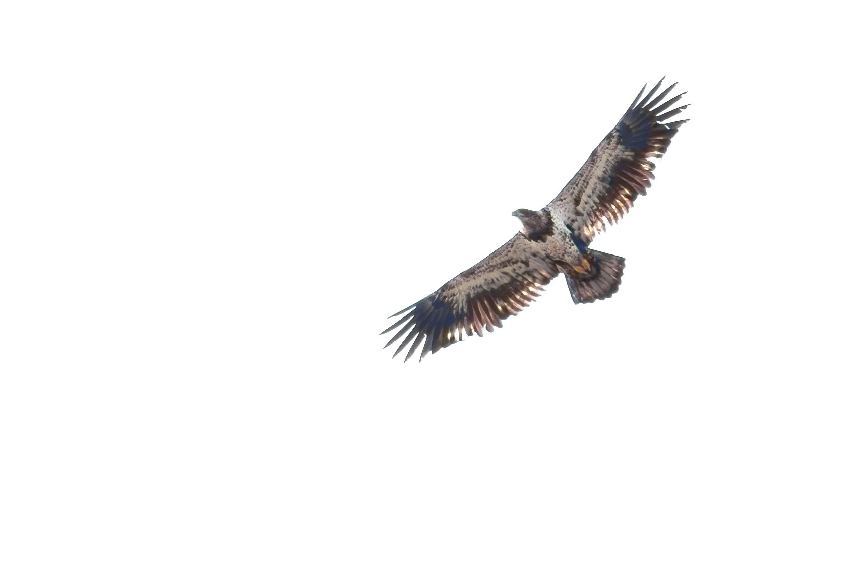Bald Eagle (Haliaeetus leucocephalus)