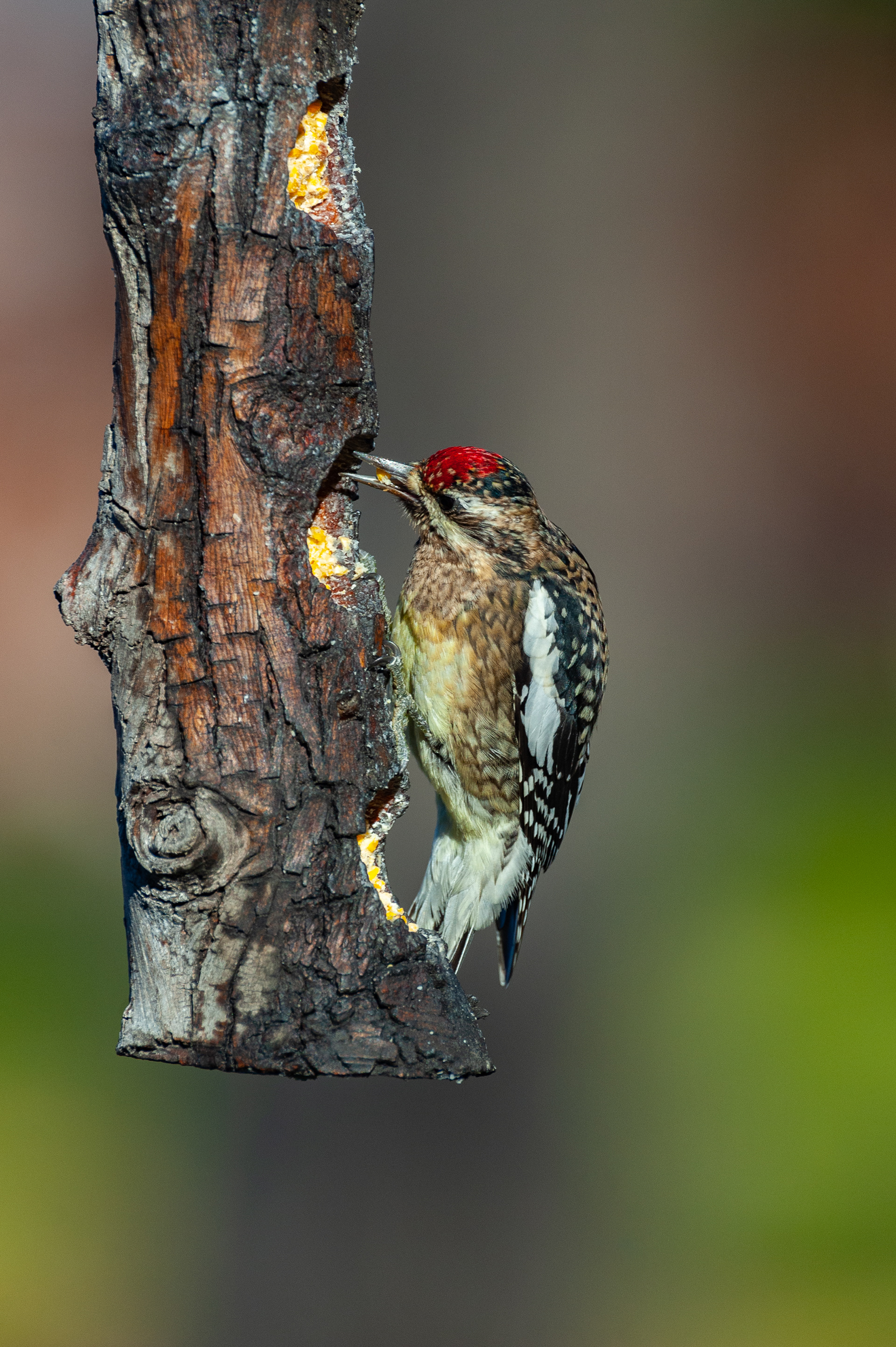 Yellow-bellied Sapsucker