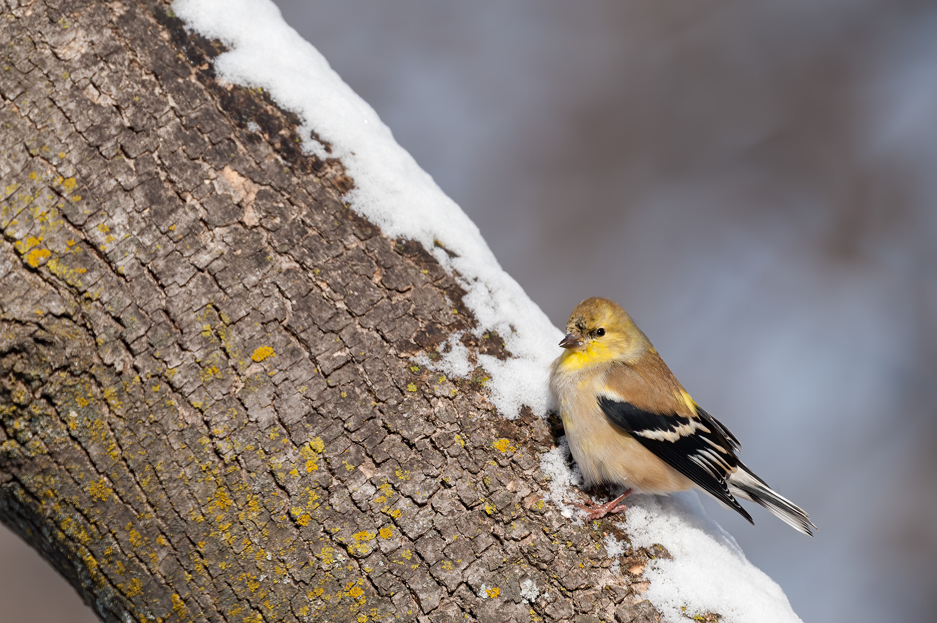 American Goldfinch - Male (Winter )