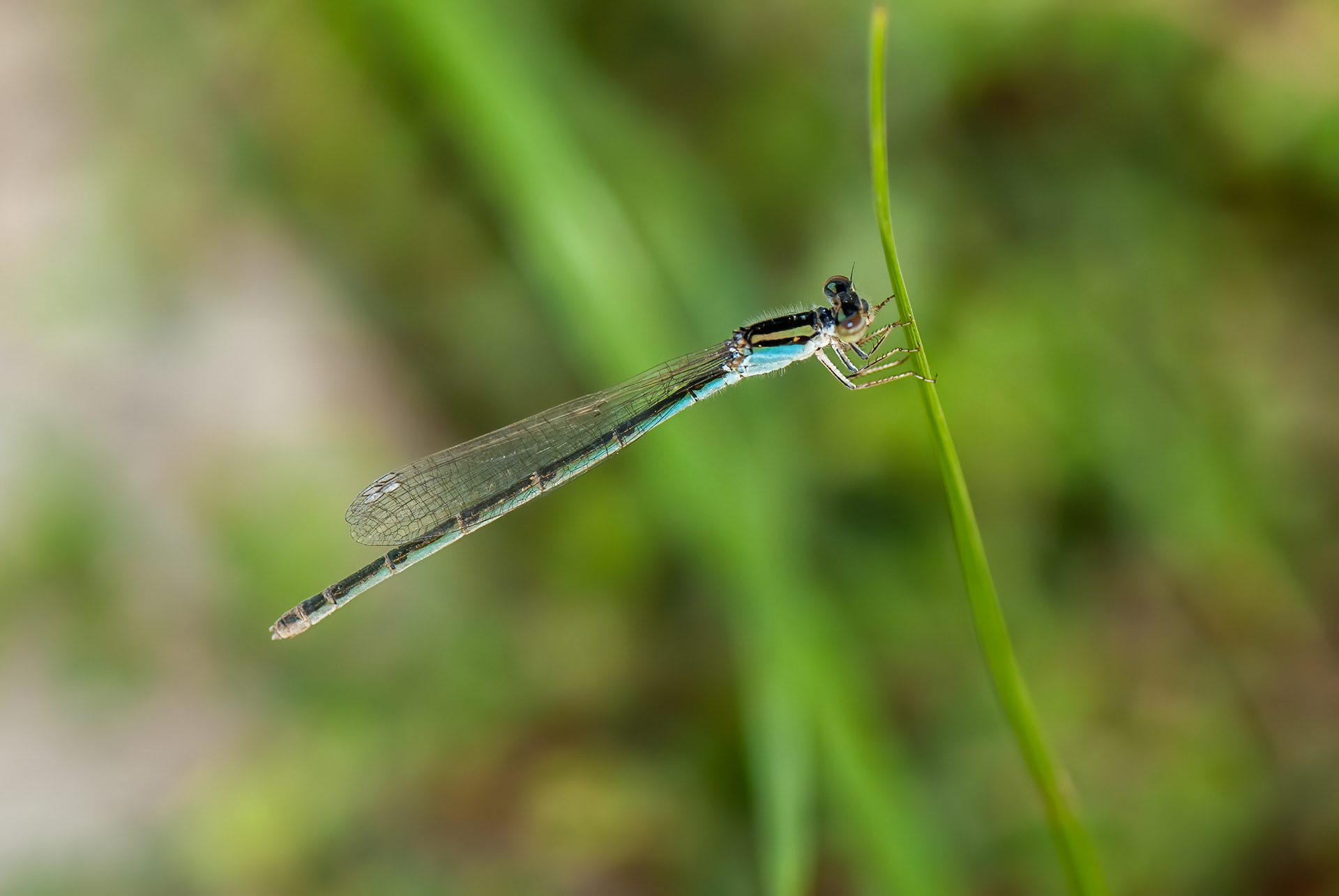 Familiar Bluet ((Enallagma civile)