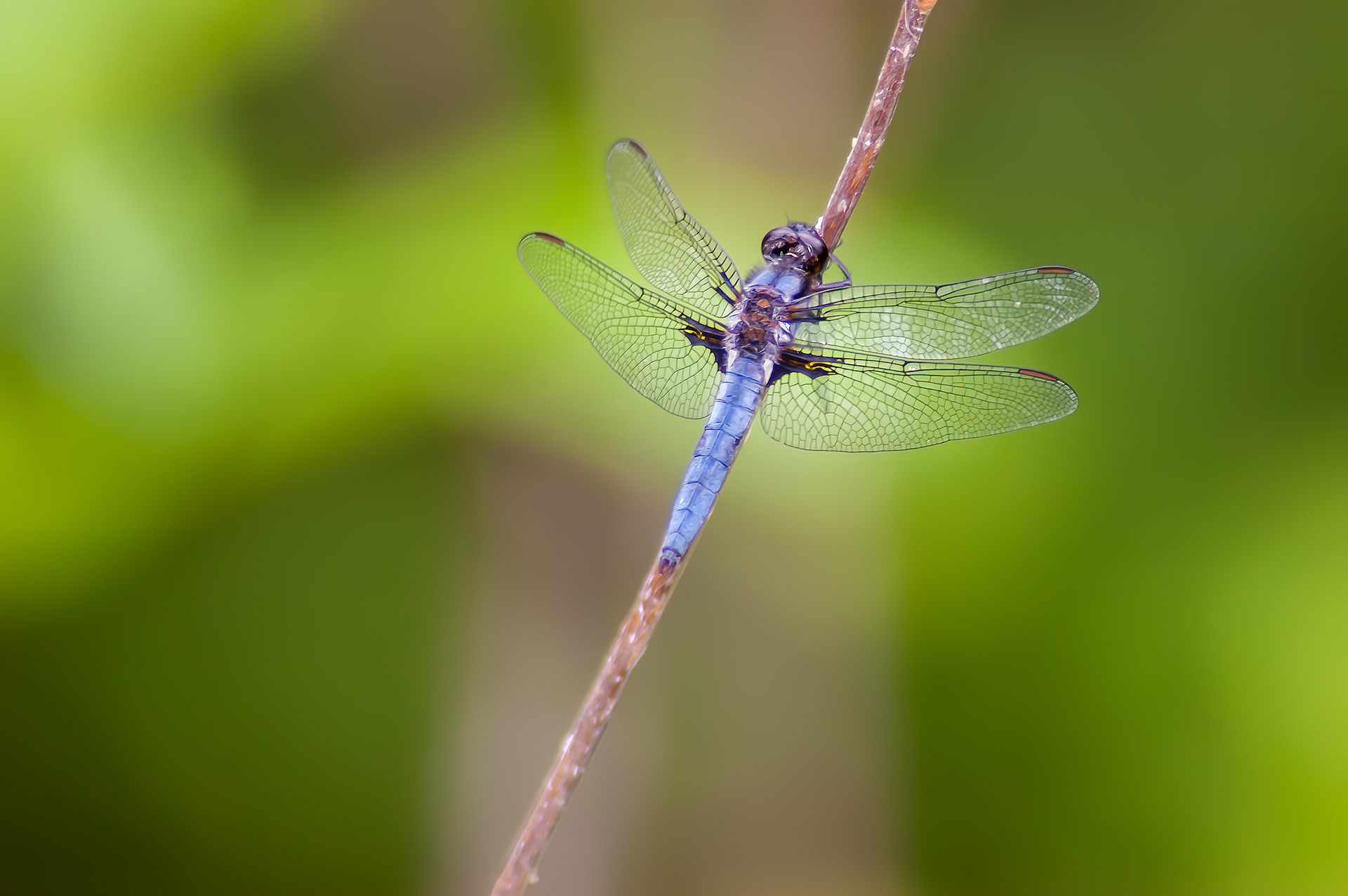 Blue Dasher (Pachydiplax longipennis) ODC Record #7304