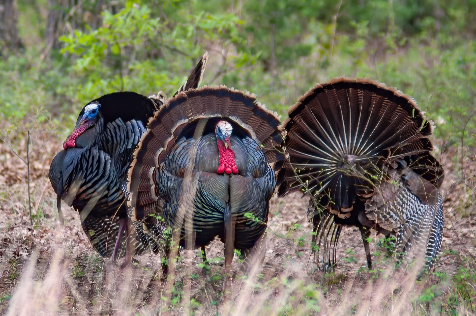 Wild Turkey (Meleagris gallopavo)
