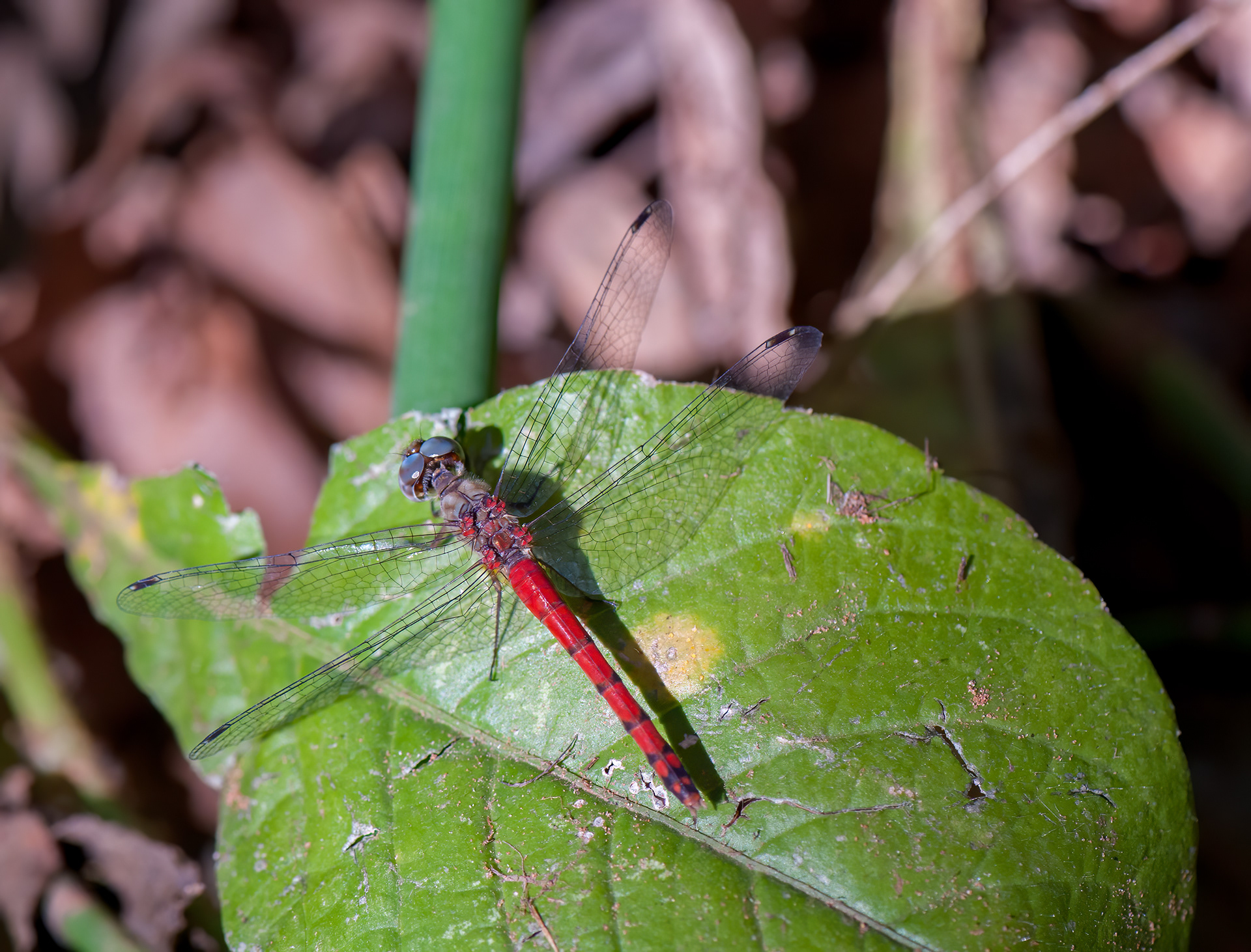 Blue-faced Meadowhawk (ympetrum ambiguum,)