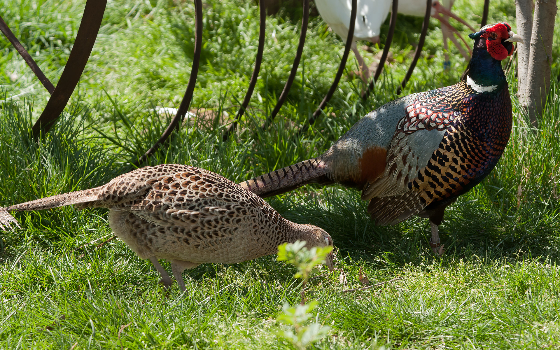 Ring-necked Pheasants (Phasianus colchicus))