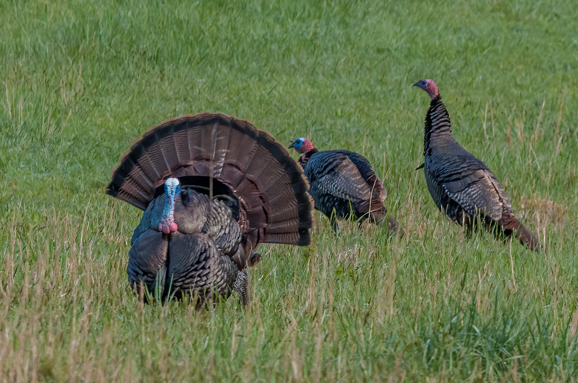 Wild Turkey (Meleagris gallopavo)