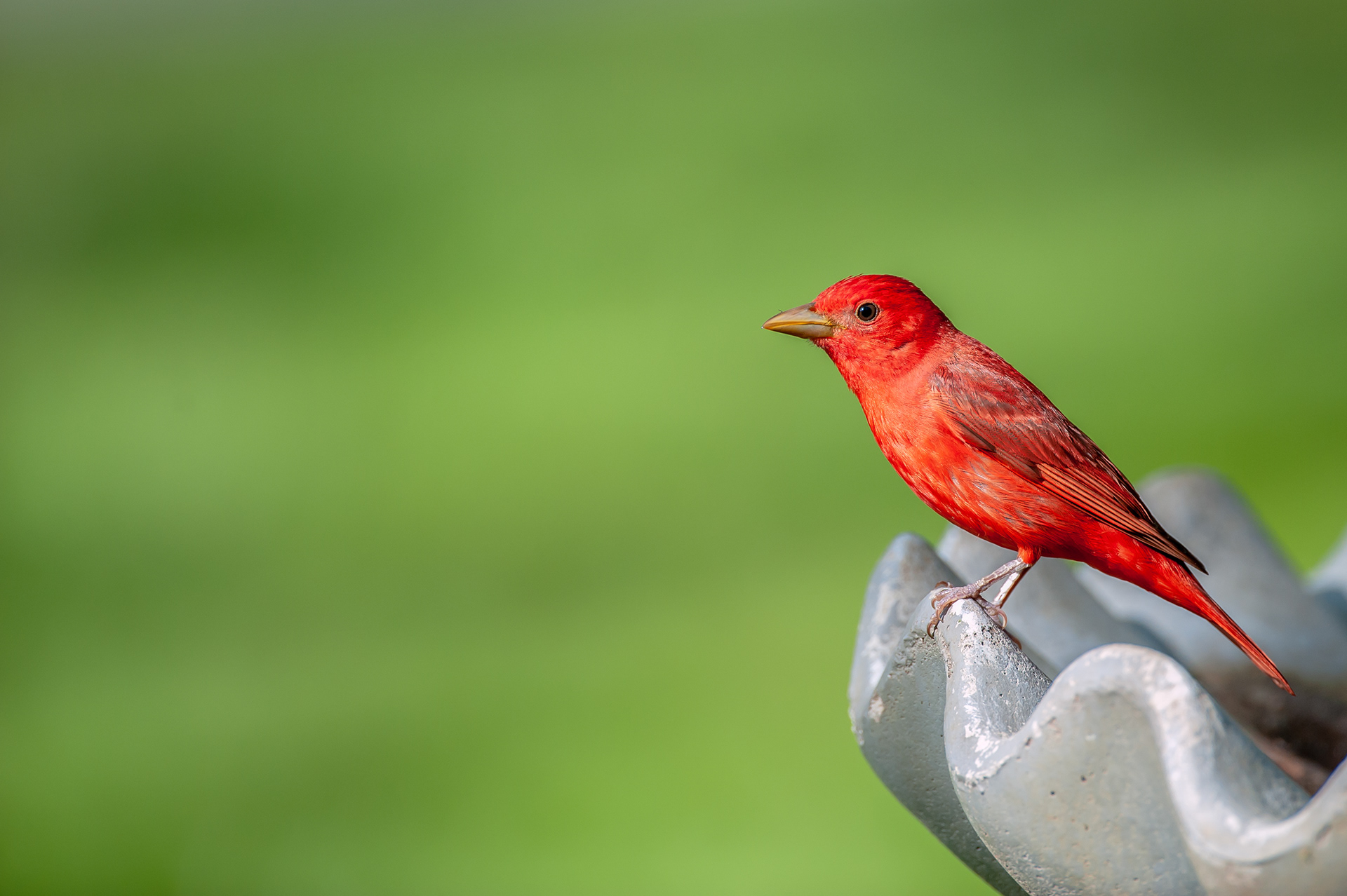Summer Tanager - Male