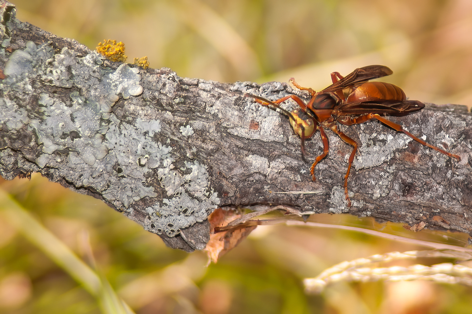 Paper Wasp (Polistes carolina)