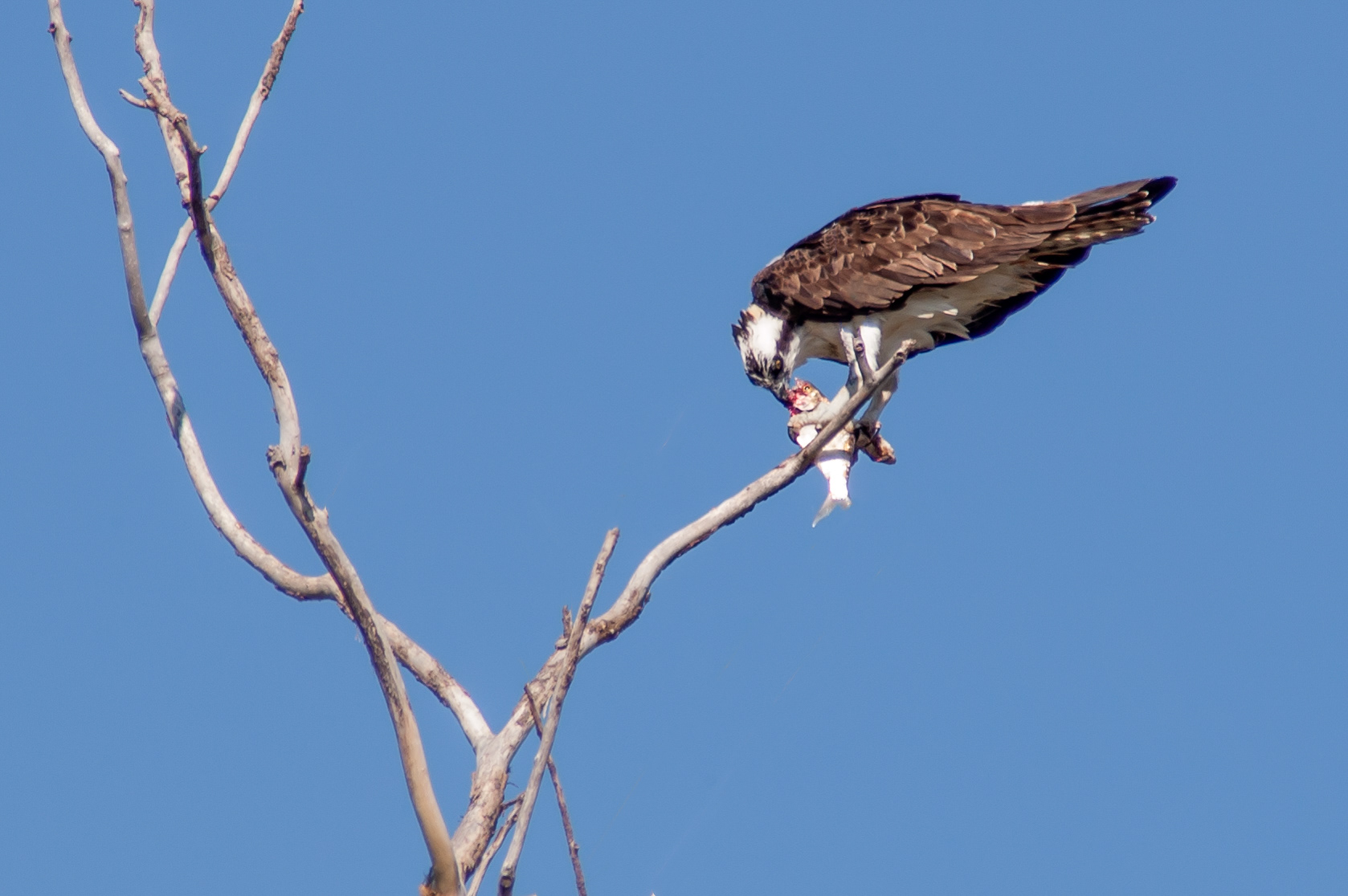 Osprey (Pandion haliaetus)