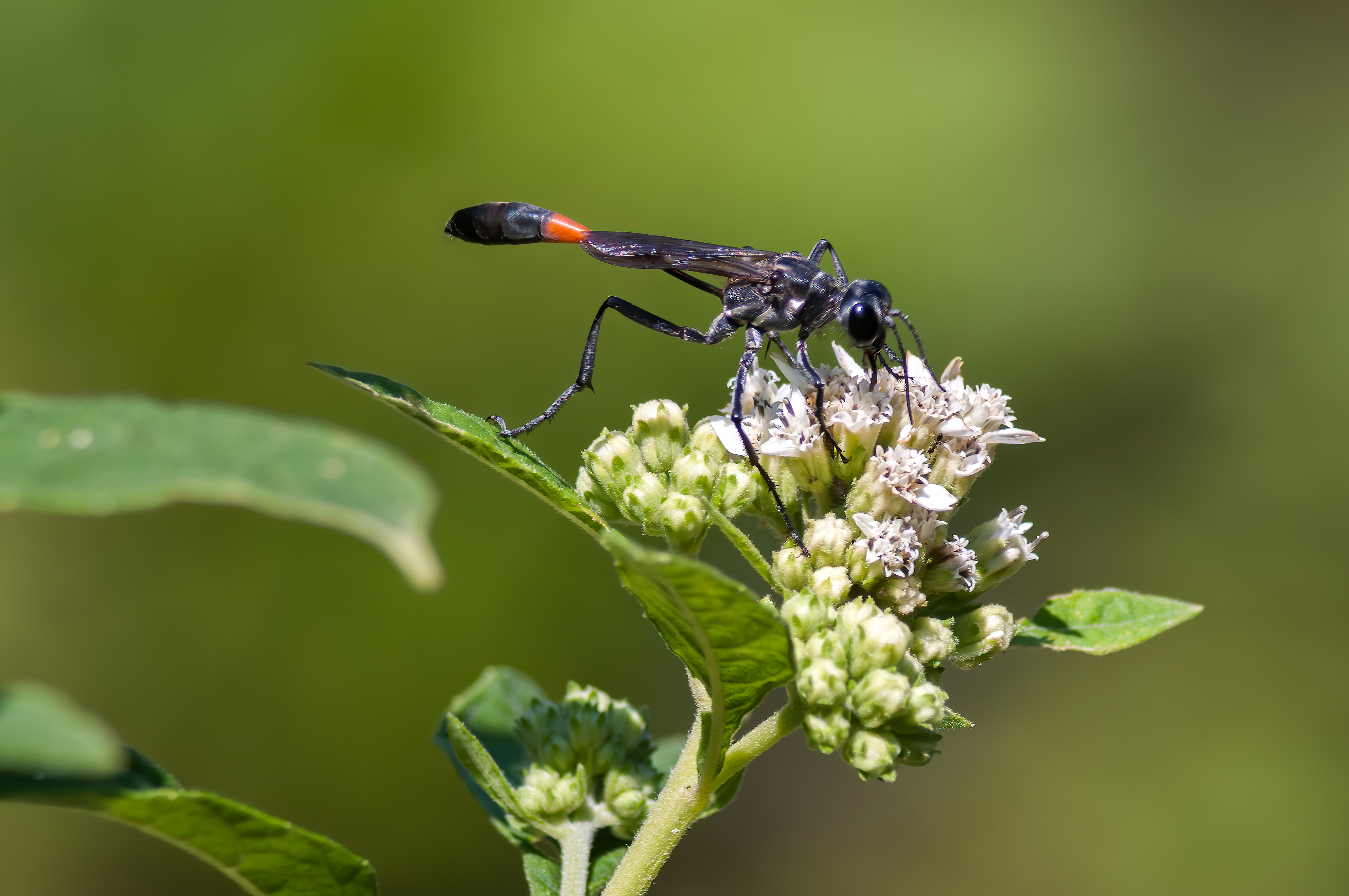 Aztec Thread-waisted Wasp (Ammophila procera)
