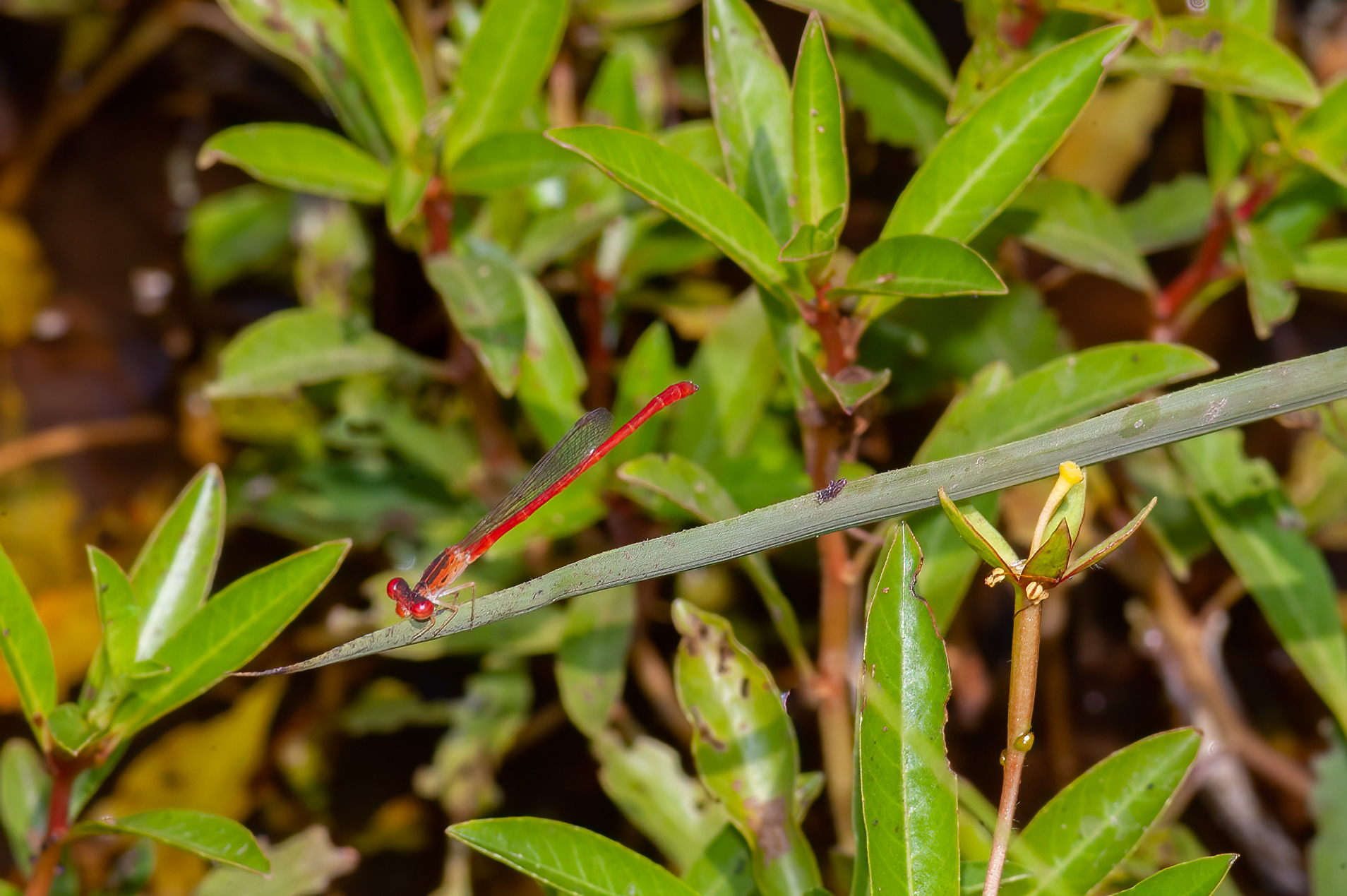 Desert Firetail (Telebasis salva) ODC Record #7314