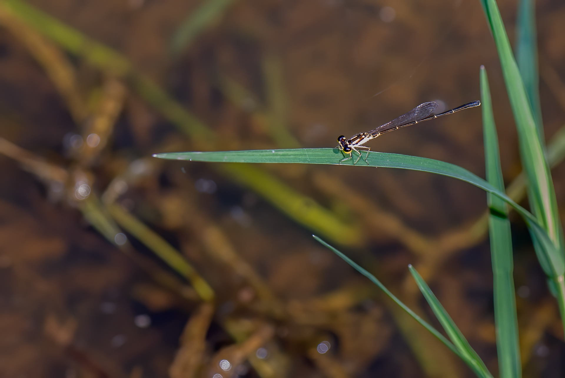 Familiar Blue  (Ischnura posita)
