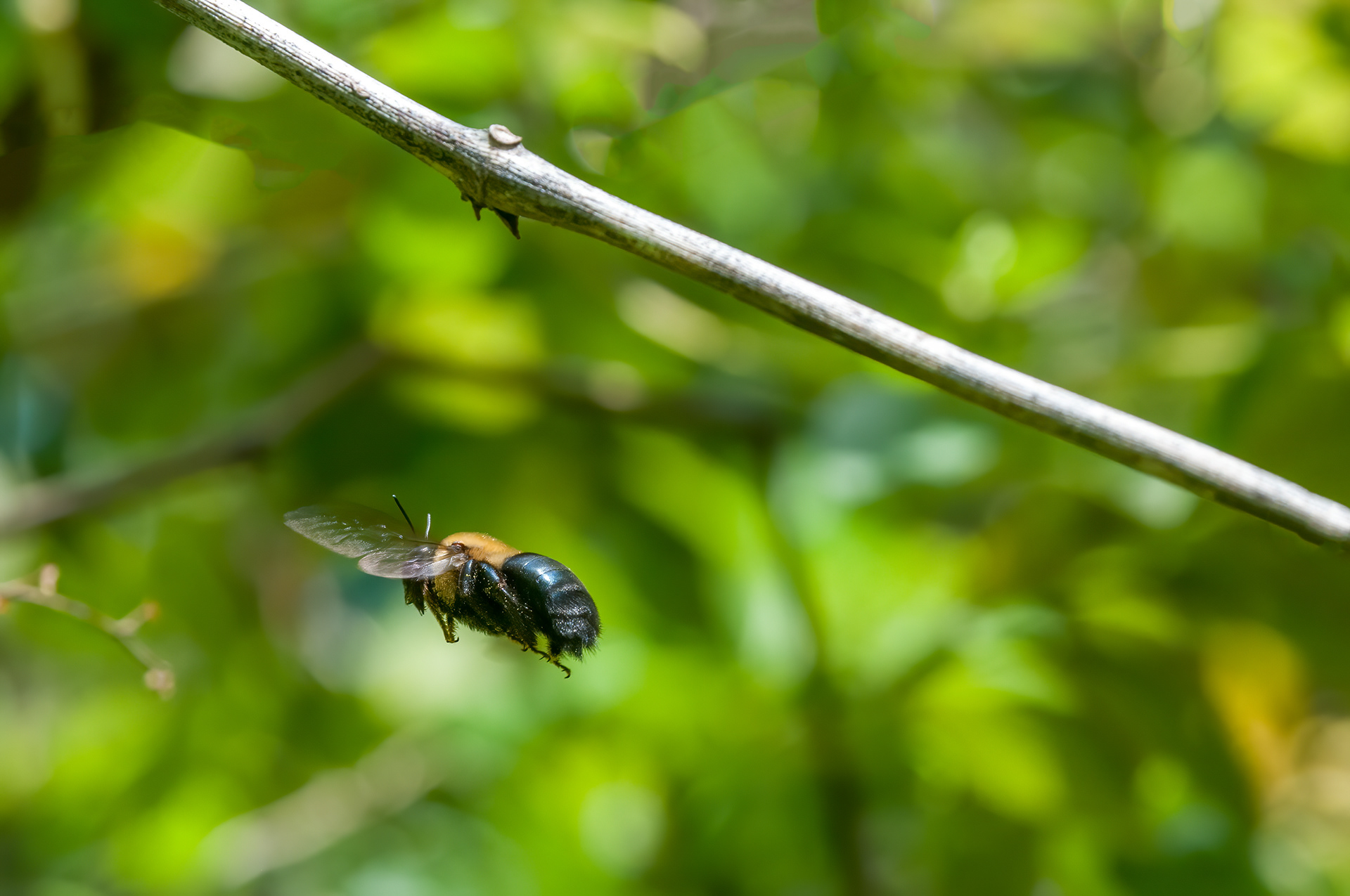 Eastern Carpenter Bee ( Xylocopa virginica)