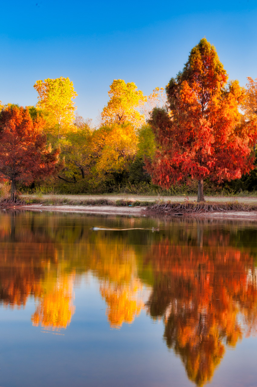 Fall Cypress Tree Oklahoma Ci