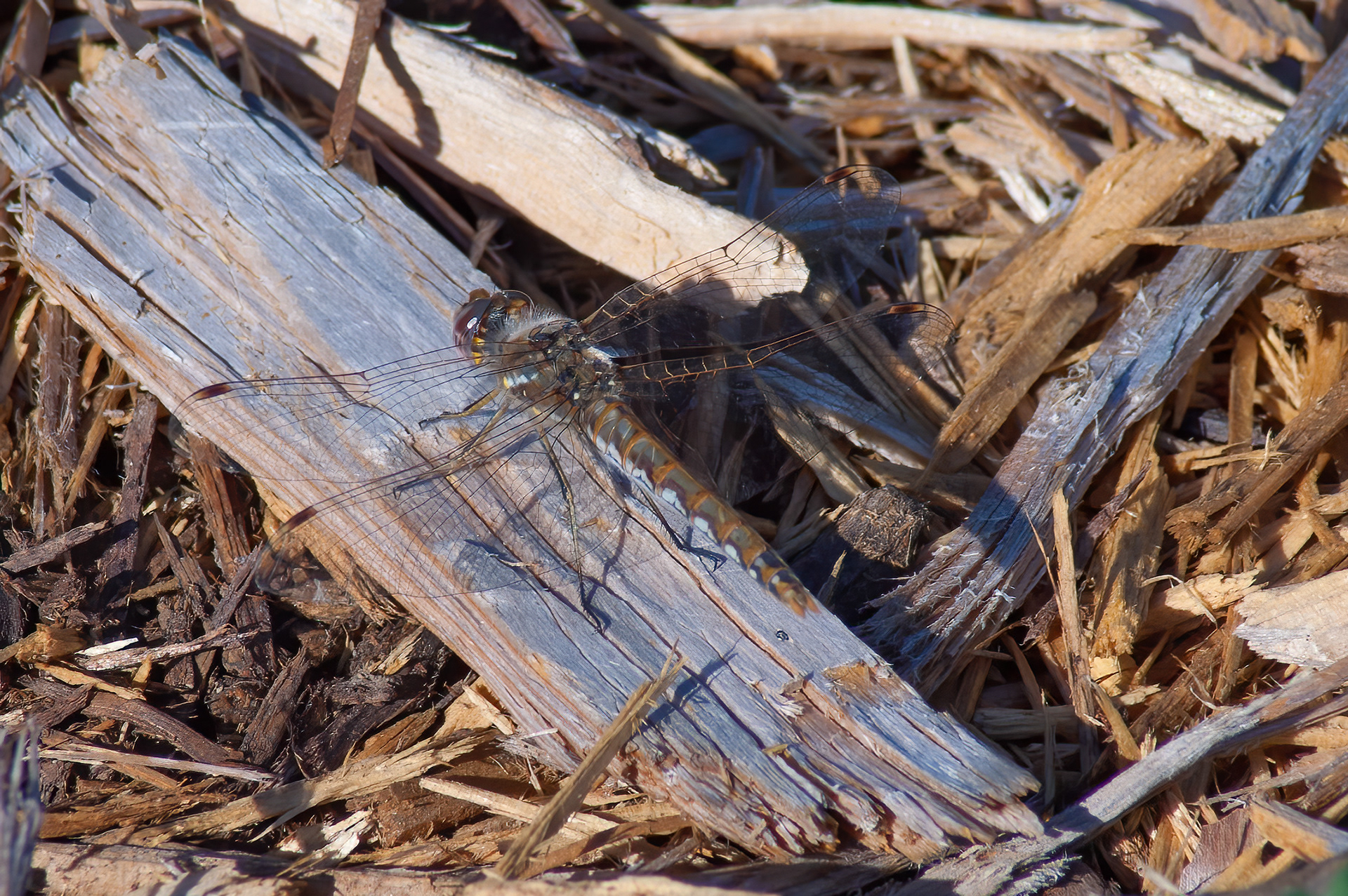 Variegated Meadowhawk  (Sympetrum corruptum)